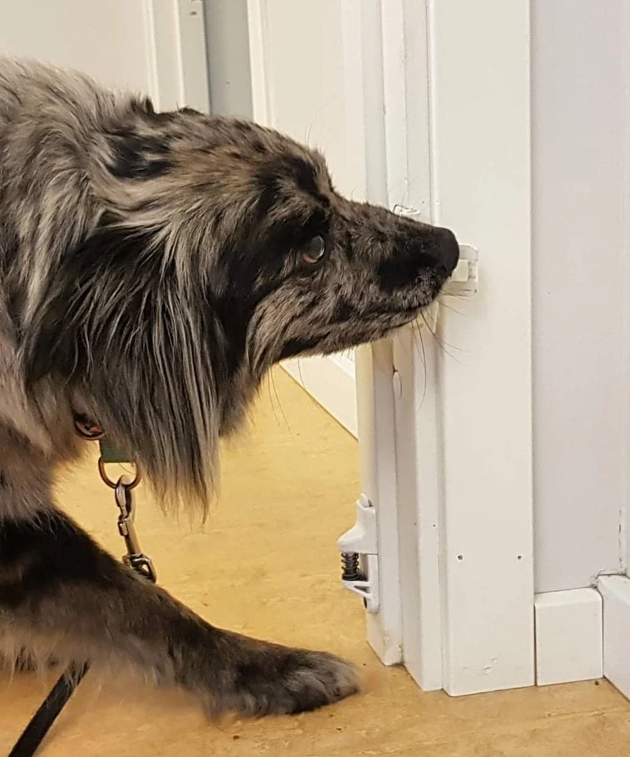 Träningshelg tema tävling Nose Work 16-17 maj