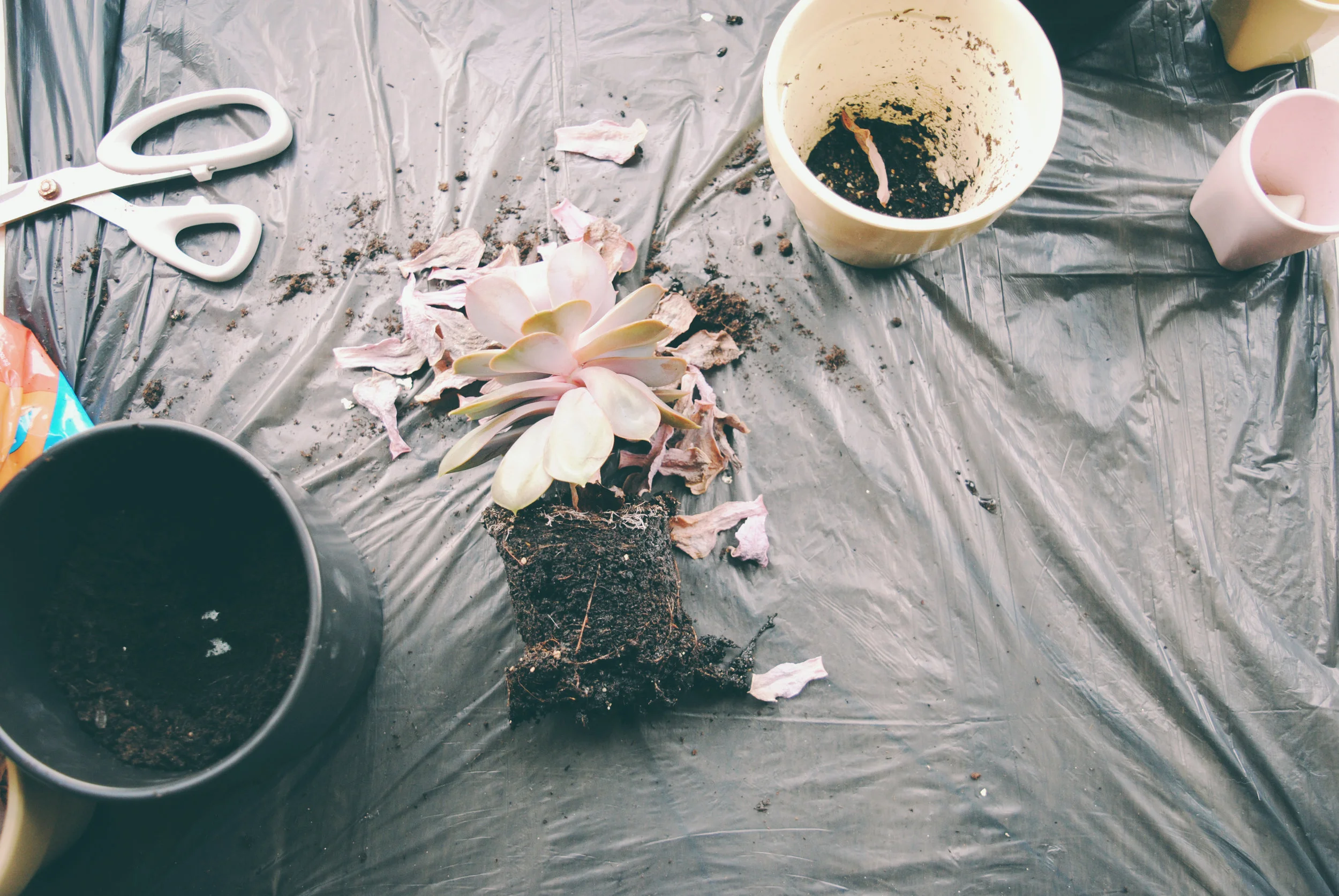 repotting-succulents.jpg