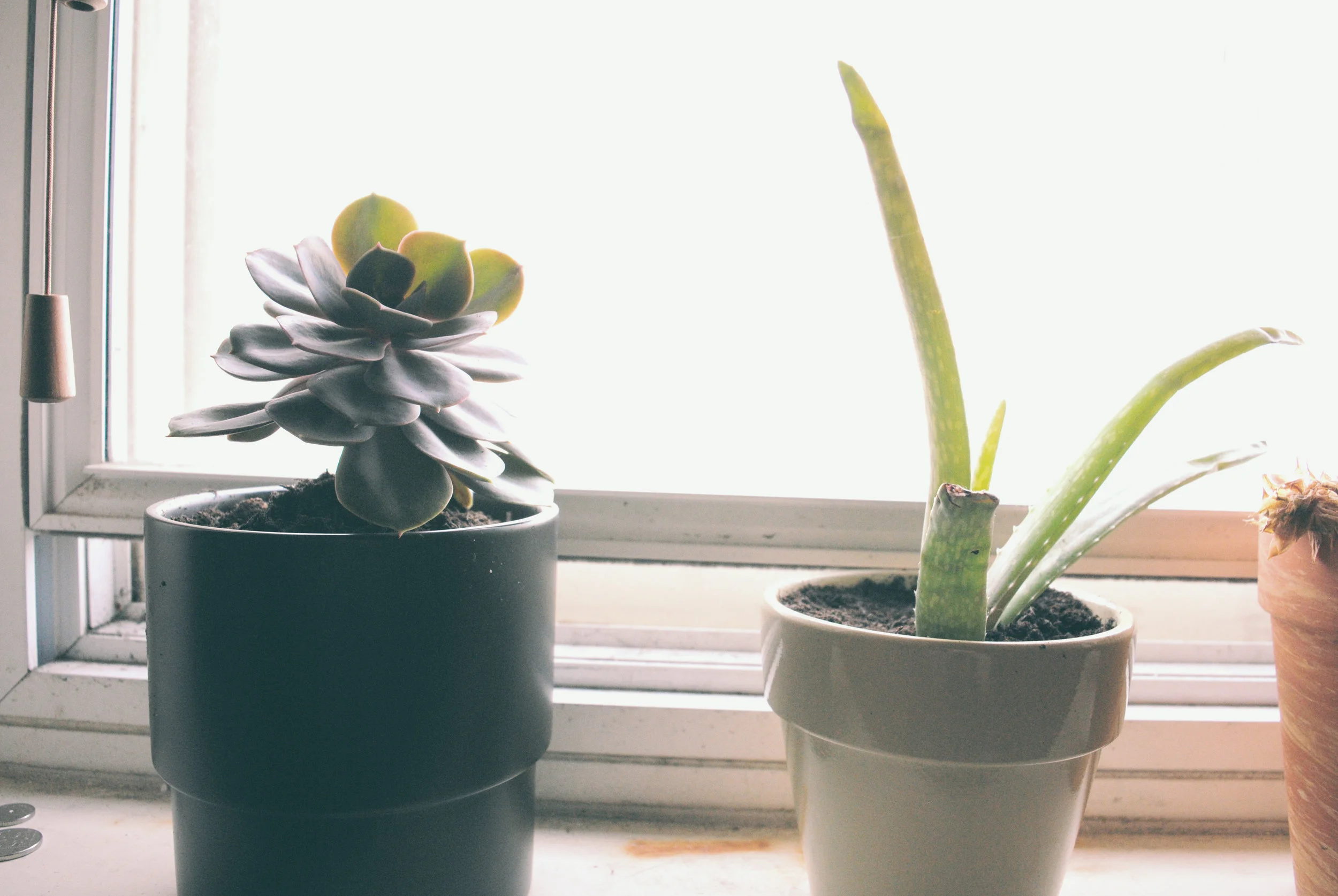 succulents-repotting.jpg
