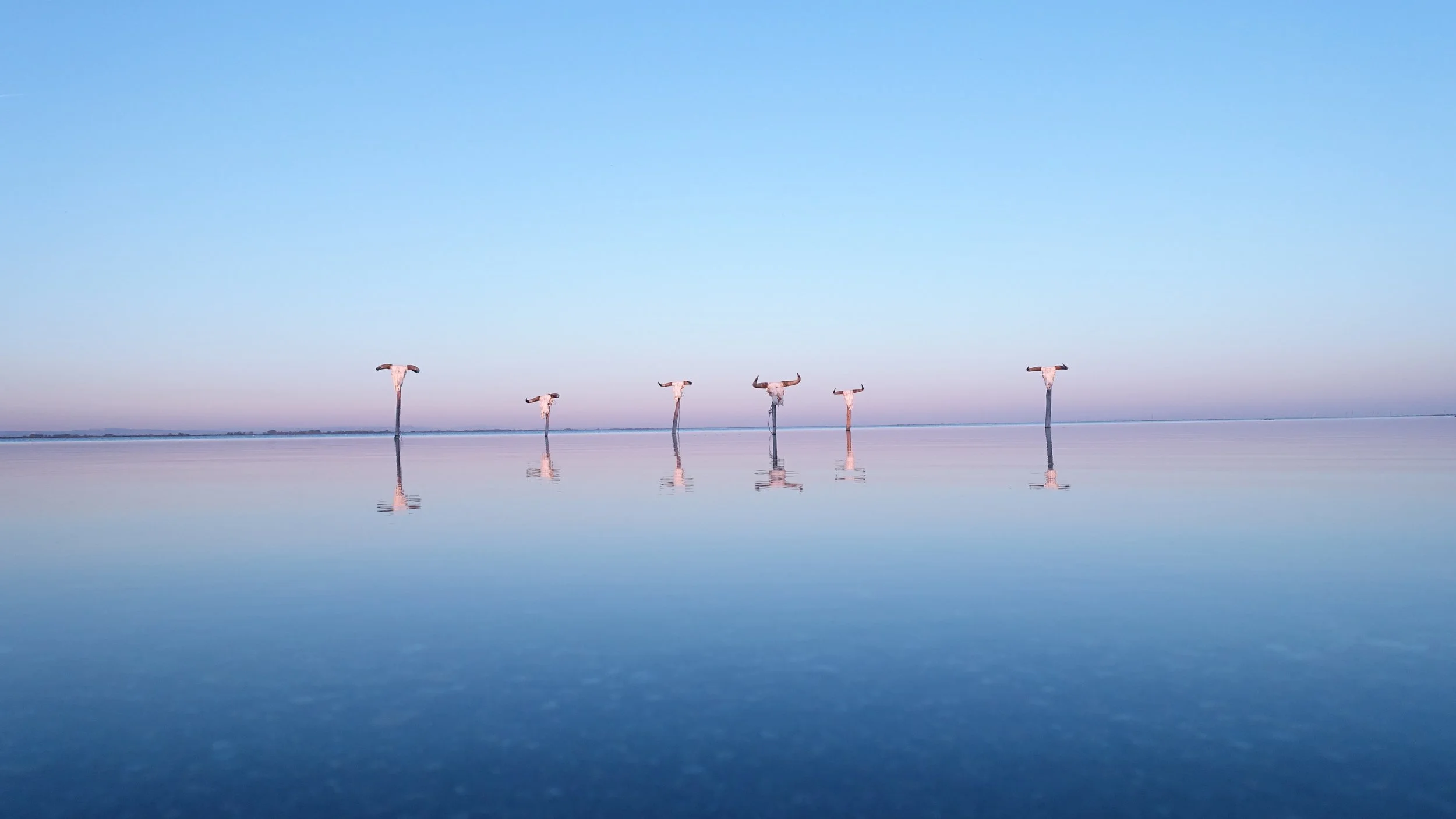  Stanislas Blohorn, Têtes de taureaux sur le Vaccarès 