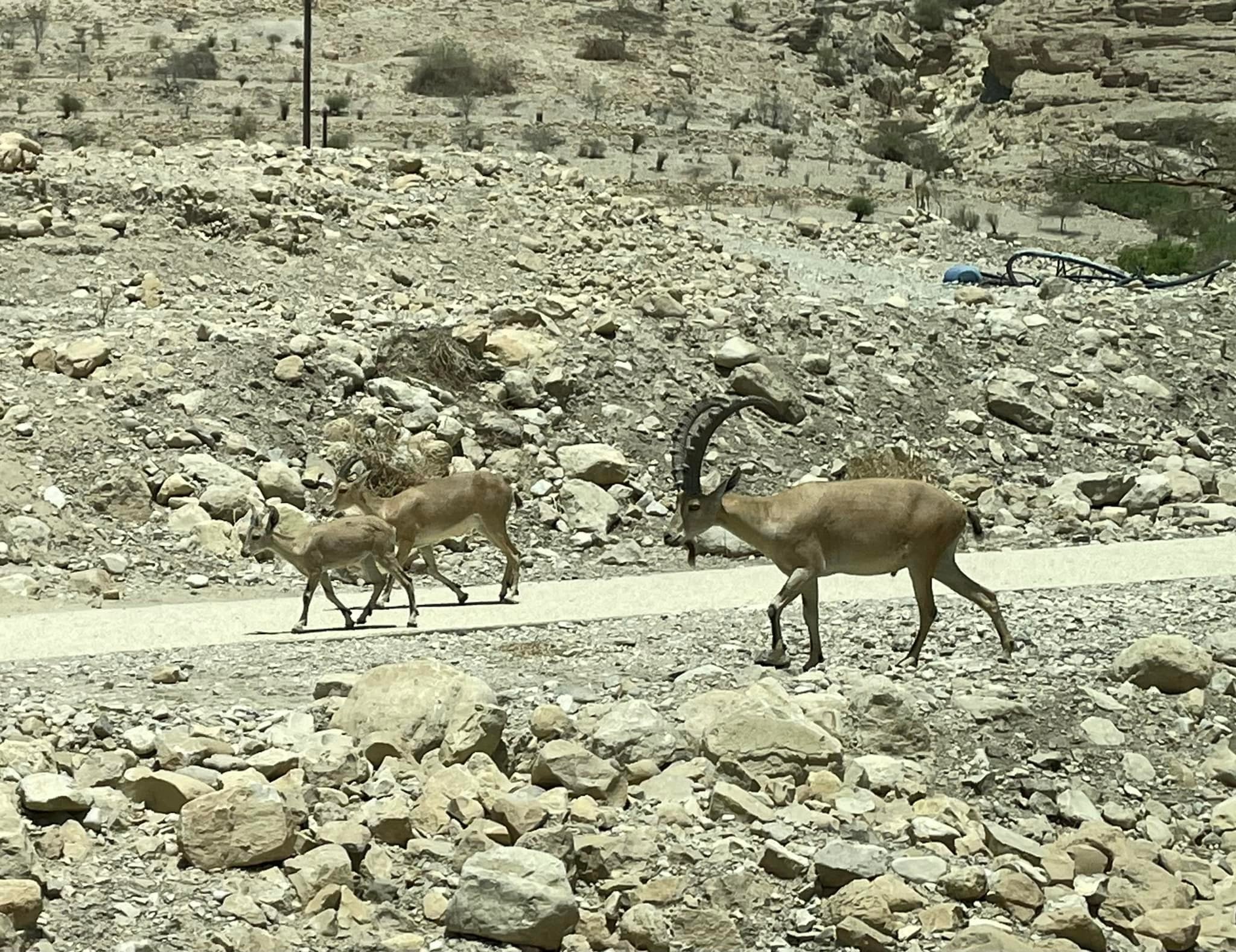  We next went to En Gedi. It’s name means goat Spring. It got its name from the ibex that are native to this region. We were greeted by a few as we drove in. 