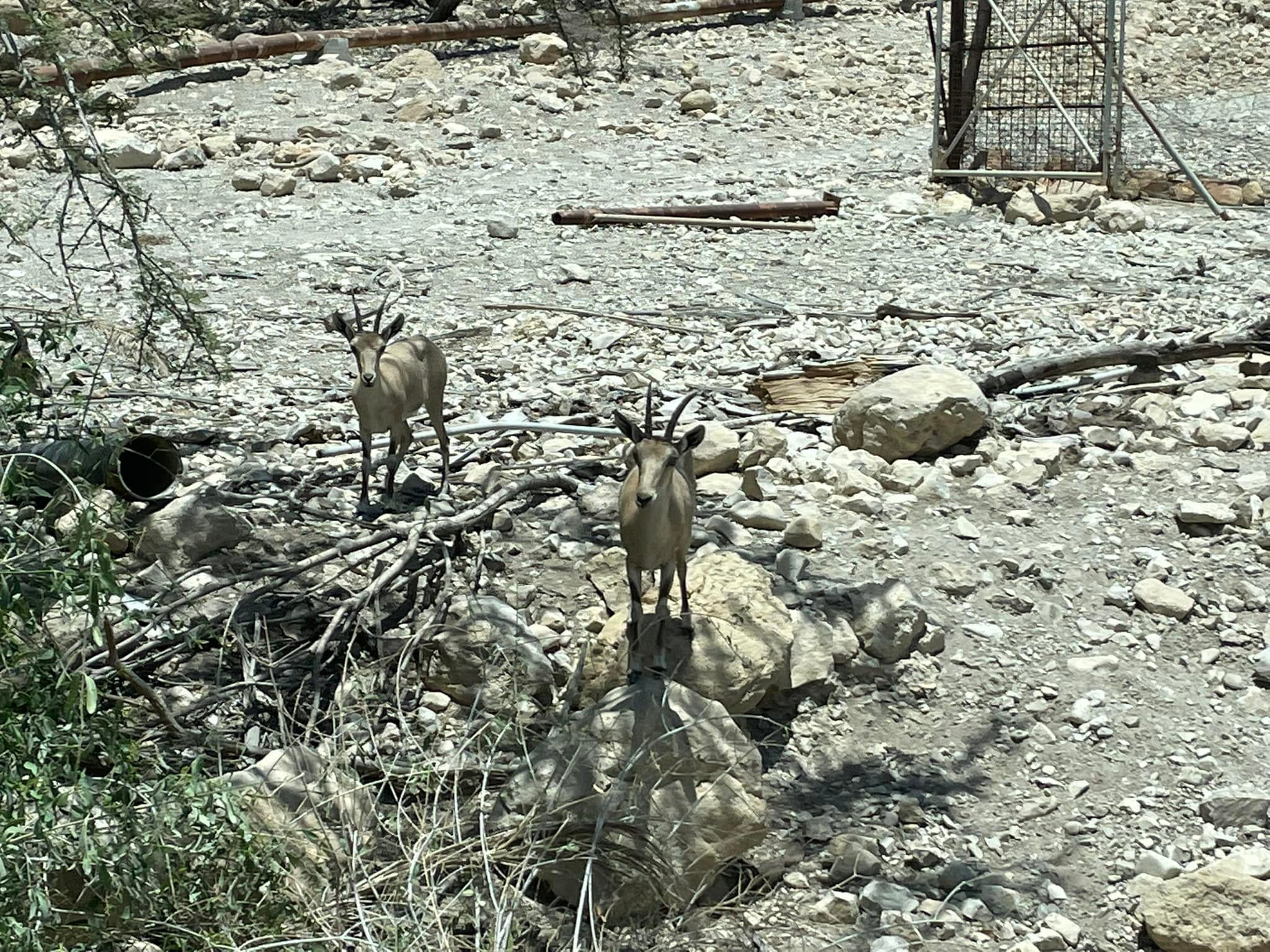  The ibex are not very large, but apparently very curious. 