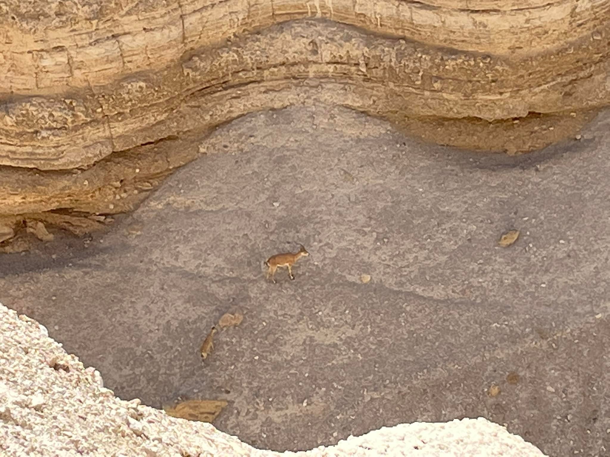  And we happened to see two more ibex at the base of that cave. 