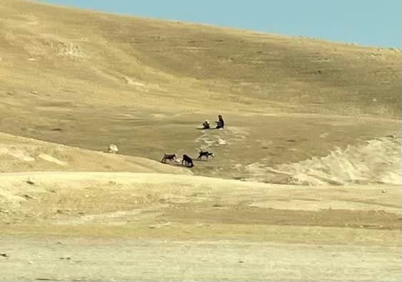  These are actual Bedouin shepherd boys tending to a flock of goats 