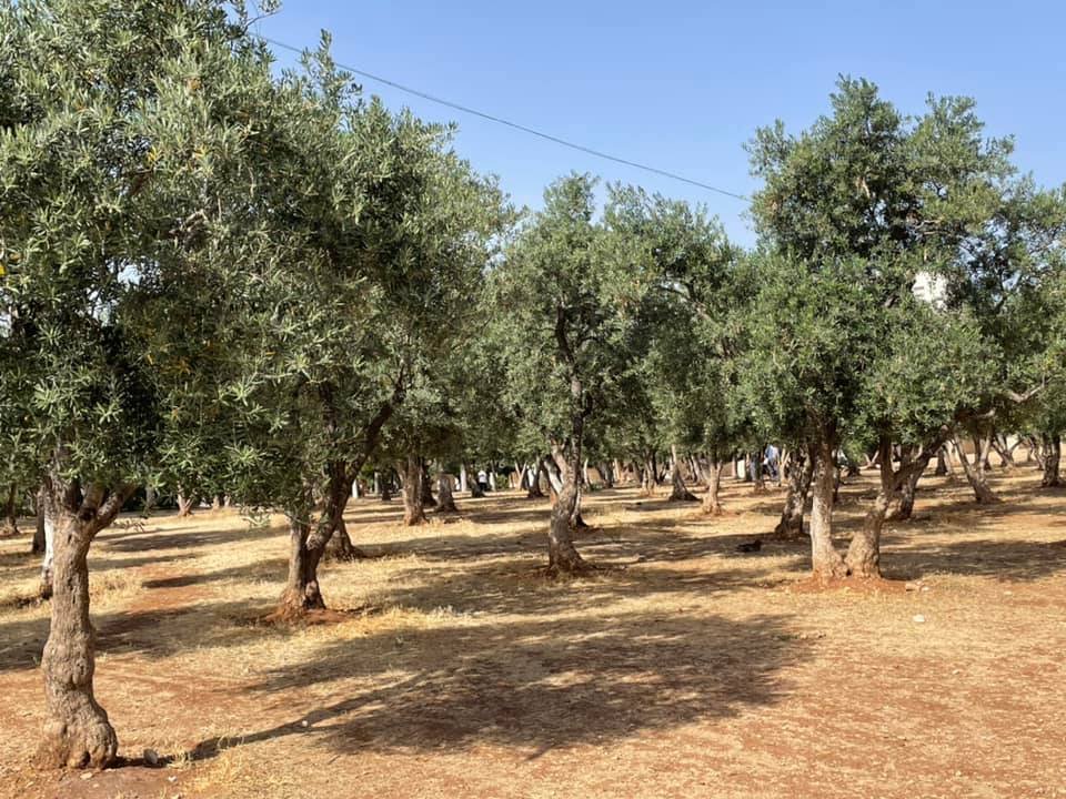  This is an olive grove growing next to the Temple Mount. 