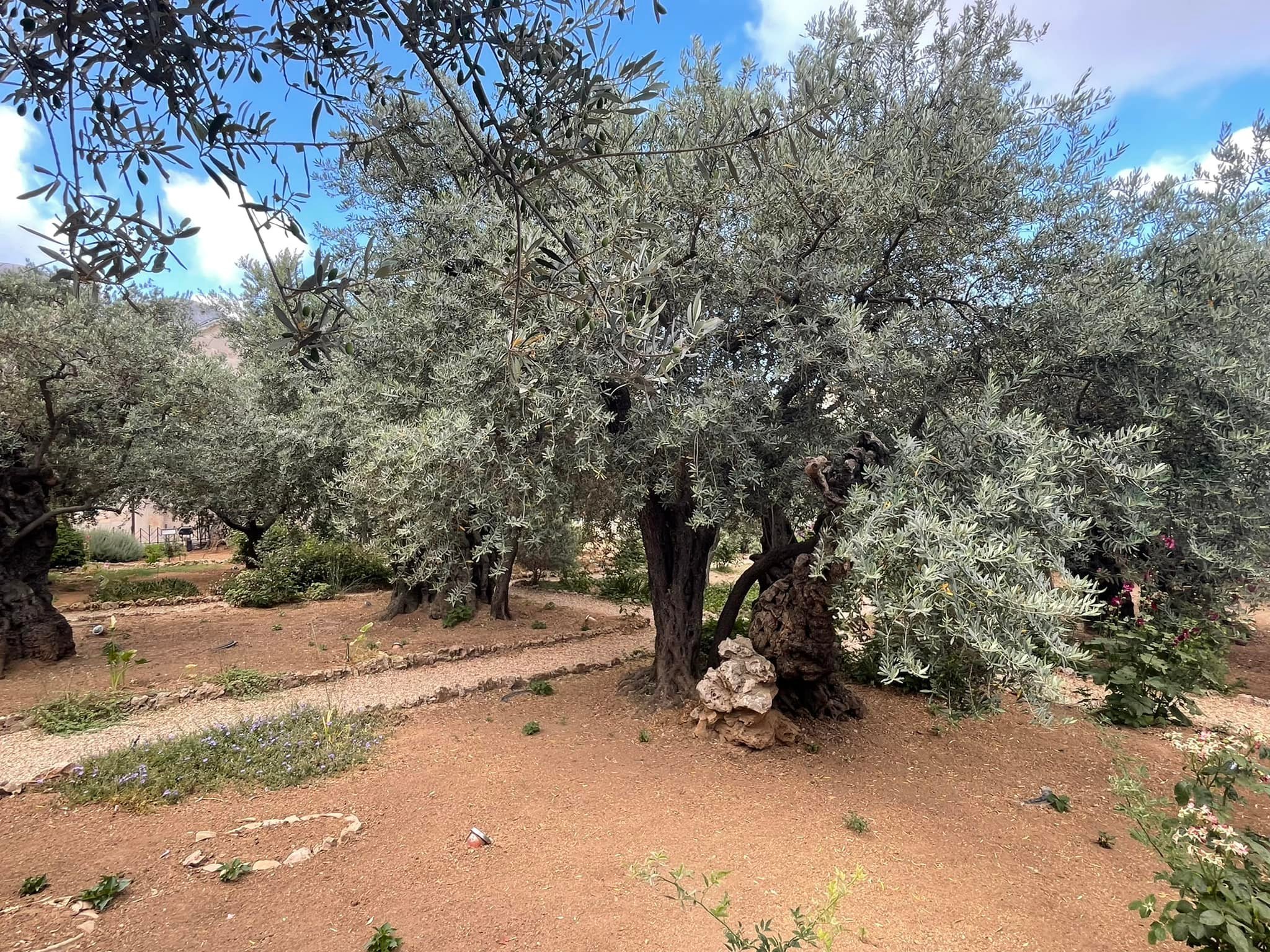  Gethsemane is as peaceful and beautiful as you might imagine. Ancient olive trees, rosemary, and aloe are everywhere. 