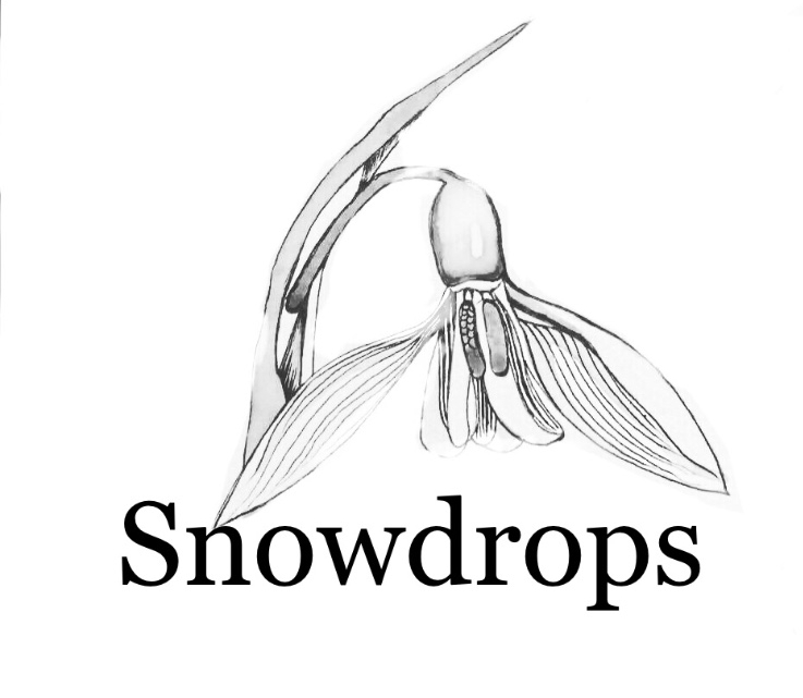 Snowdrops  Studio