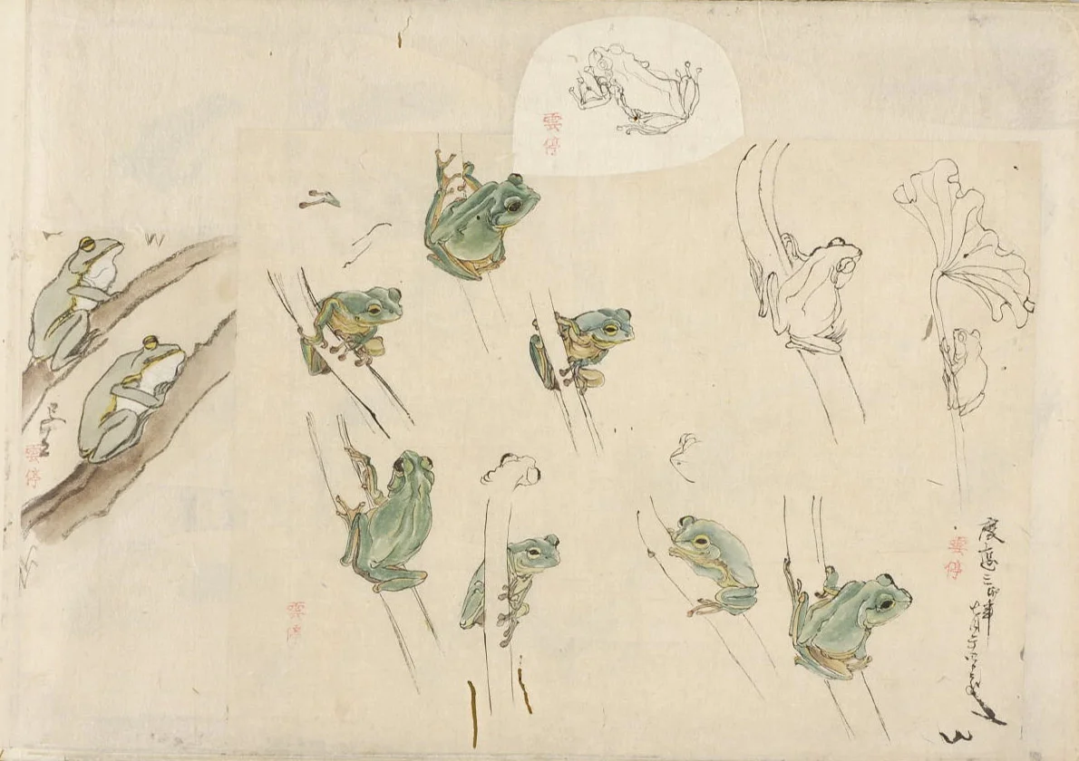 Research sketches for Takagi Haruyama’s (高木春山) Materia Medica (本草) . ケロケロ / kerokero / ribbit ribbit / sound of frog croaking