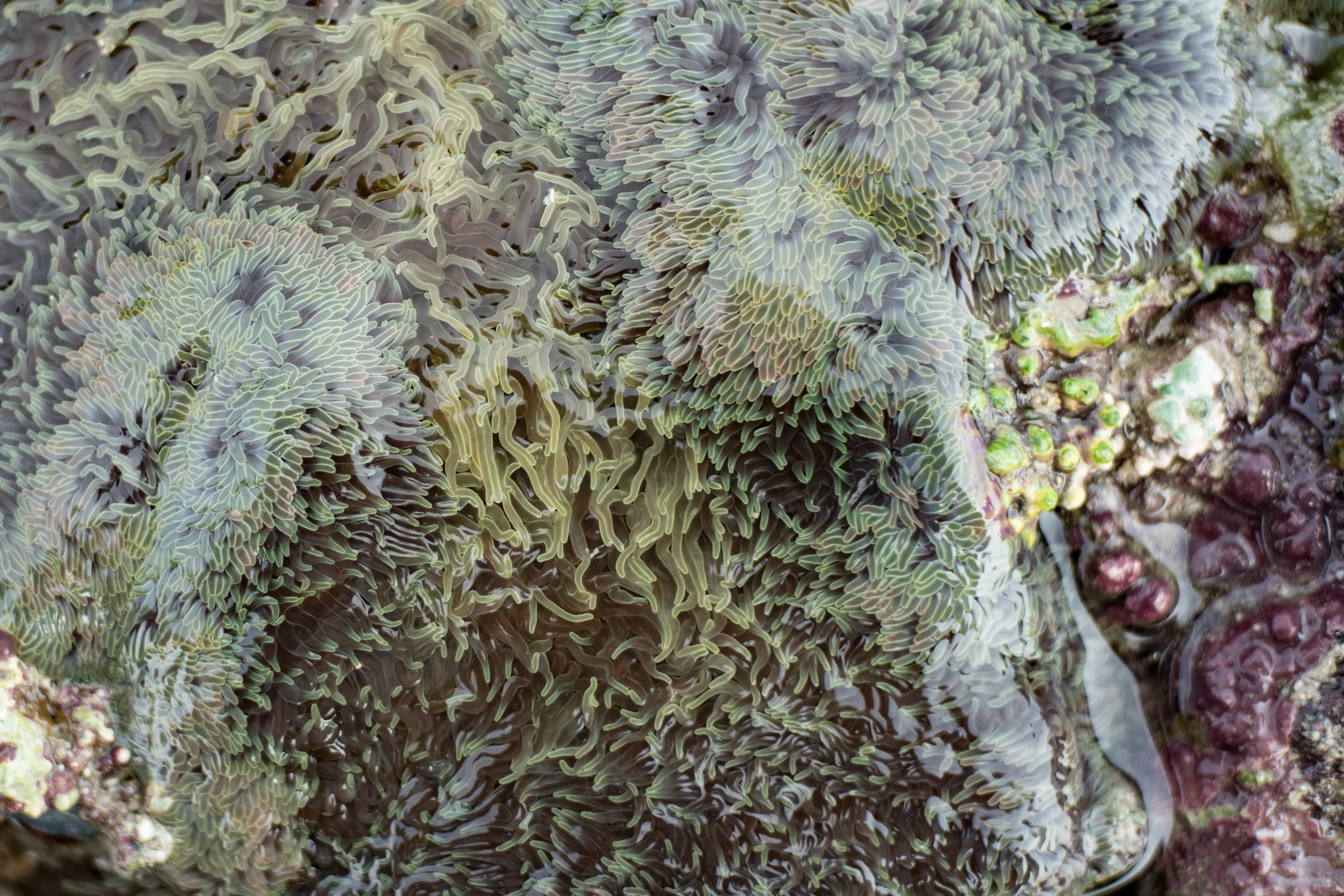 March 2017, Pulau Subar Laut (“Big Sister” of The Sisters Islands), Singapore. Possibly Stichodactyla gigantea, according to my favorite marine biologist, at low tide.