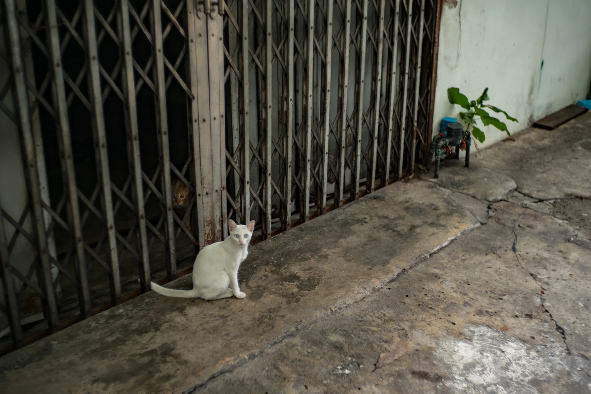 August 2016, Bangkok (กรุงเทพมหานคร), Kingdom of Thailand (ราชอาณาจักรไทย). Them there eyes…