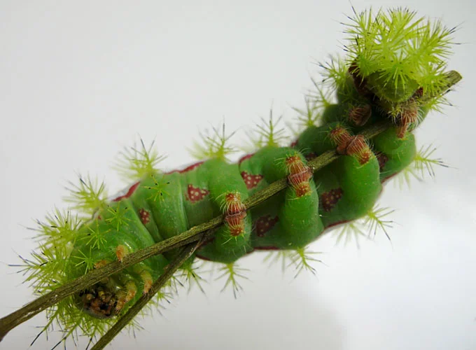 Squishy and green.