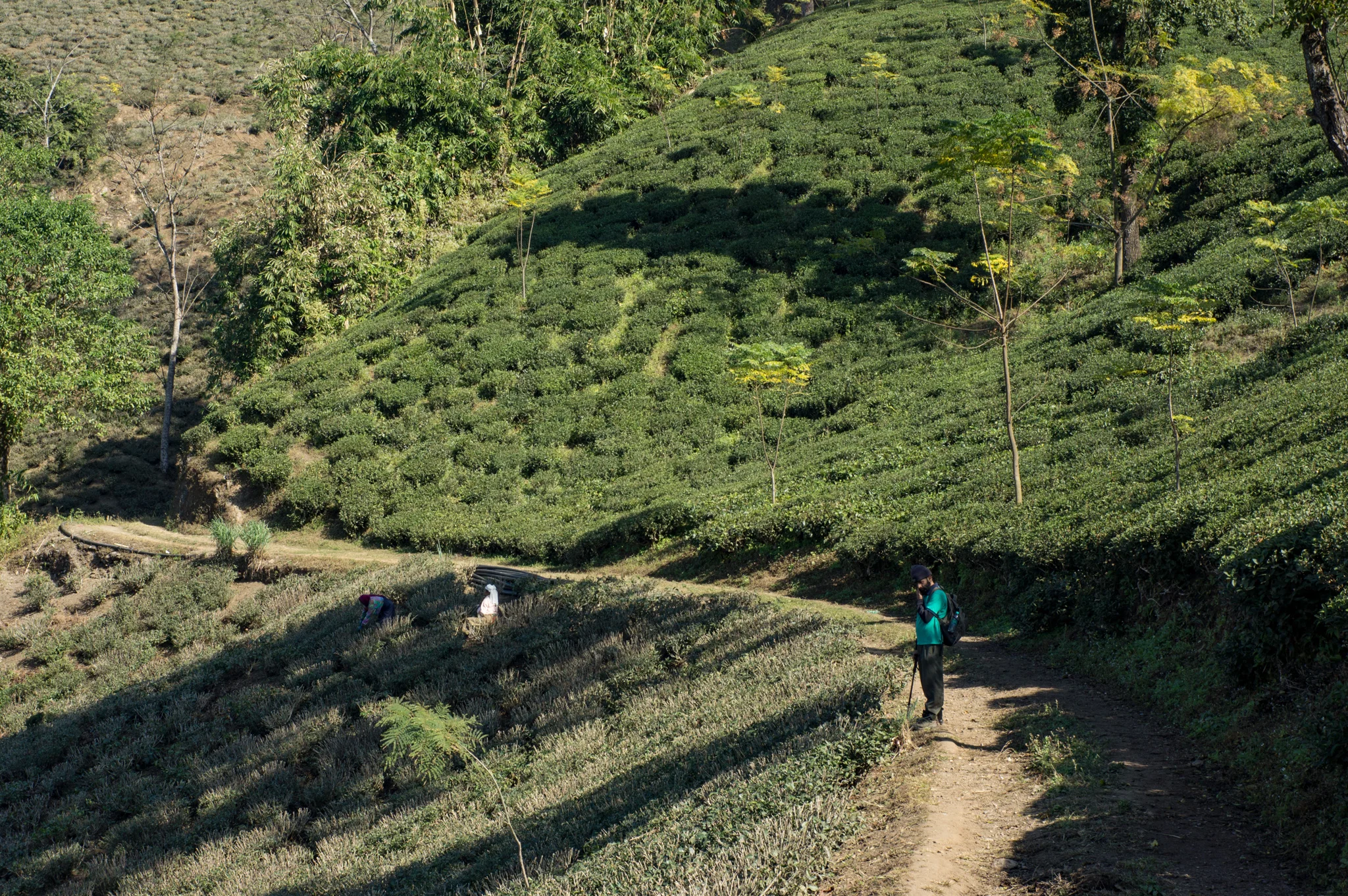 December 2011, Glenburn Tea Estate, Darjeeling, West Bengal, India.