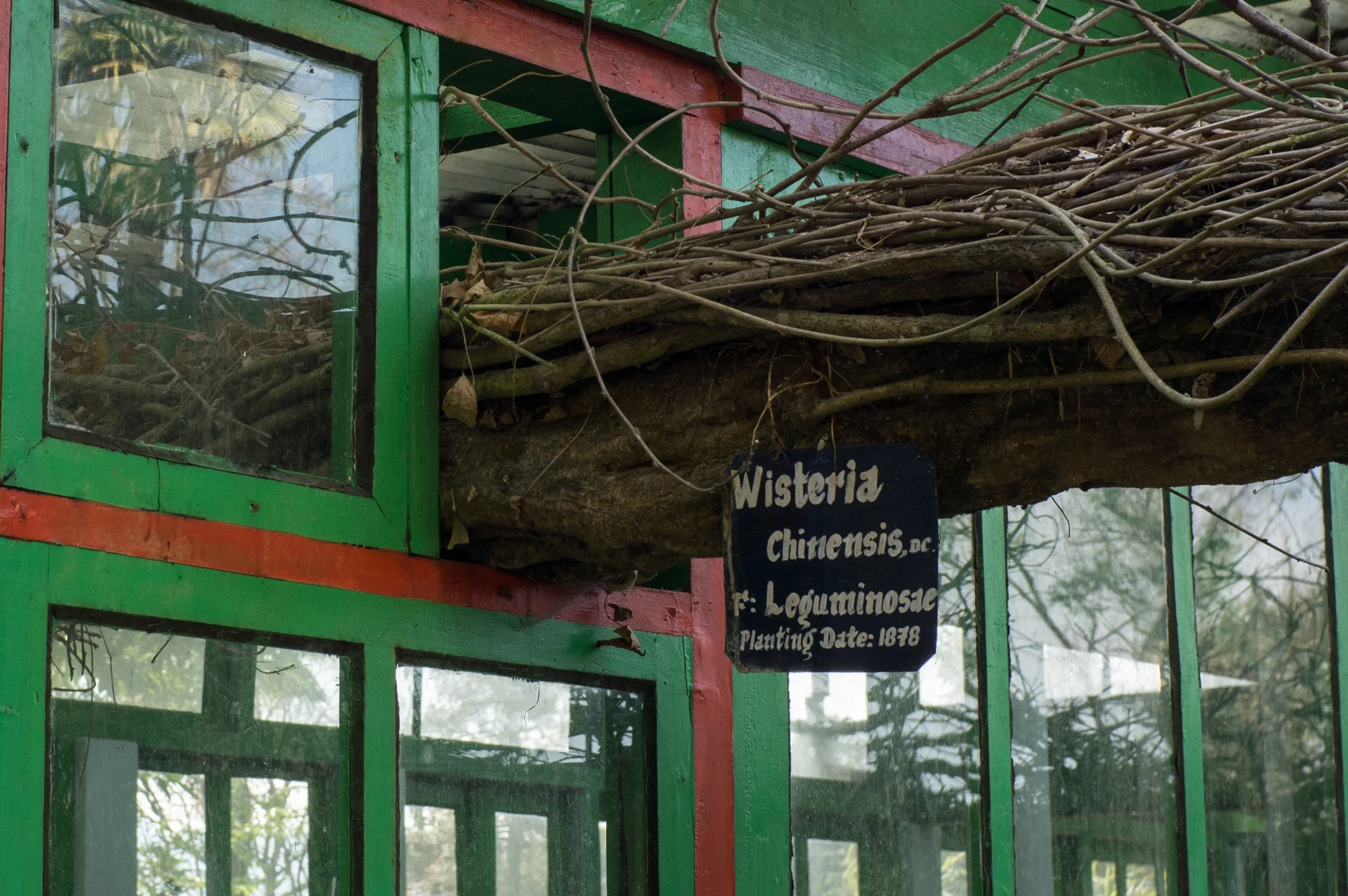 December 2011, Lloyd’s Botanical Garden (est. 1878), Darjeeling, West Bengal, India.