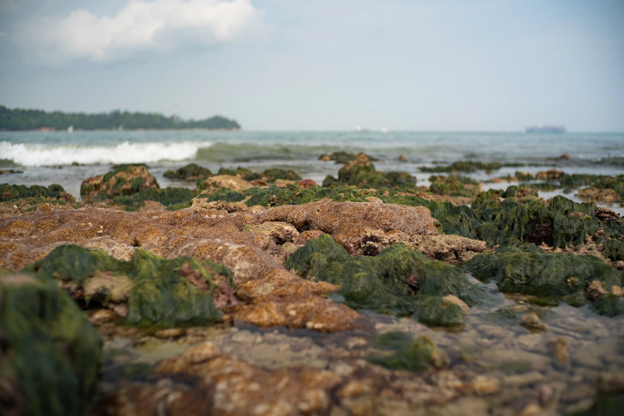 March 2017, Pulau Subar Laut (“Big Sister” of The Sisters Islands), Singapore. I could not see the small crustaceans, but they were making themselves heard.