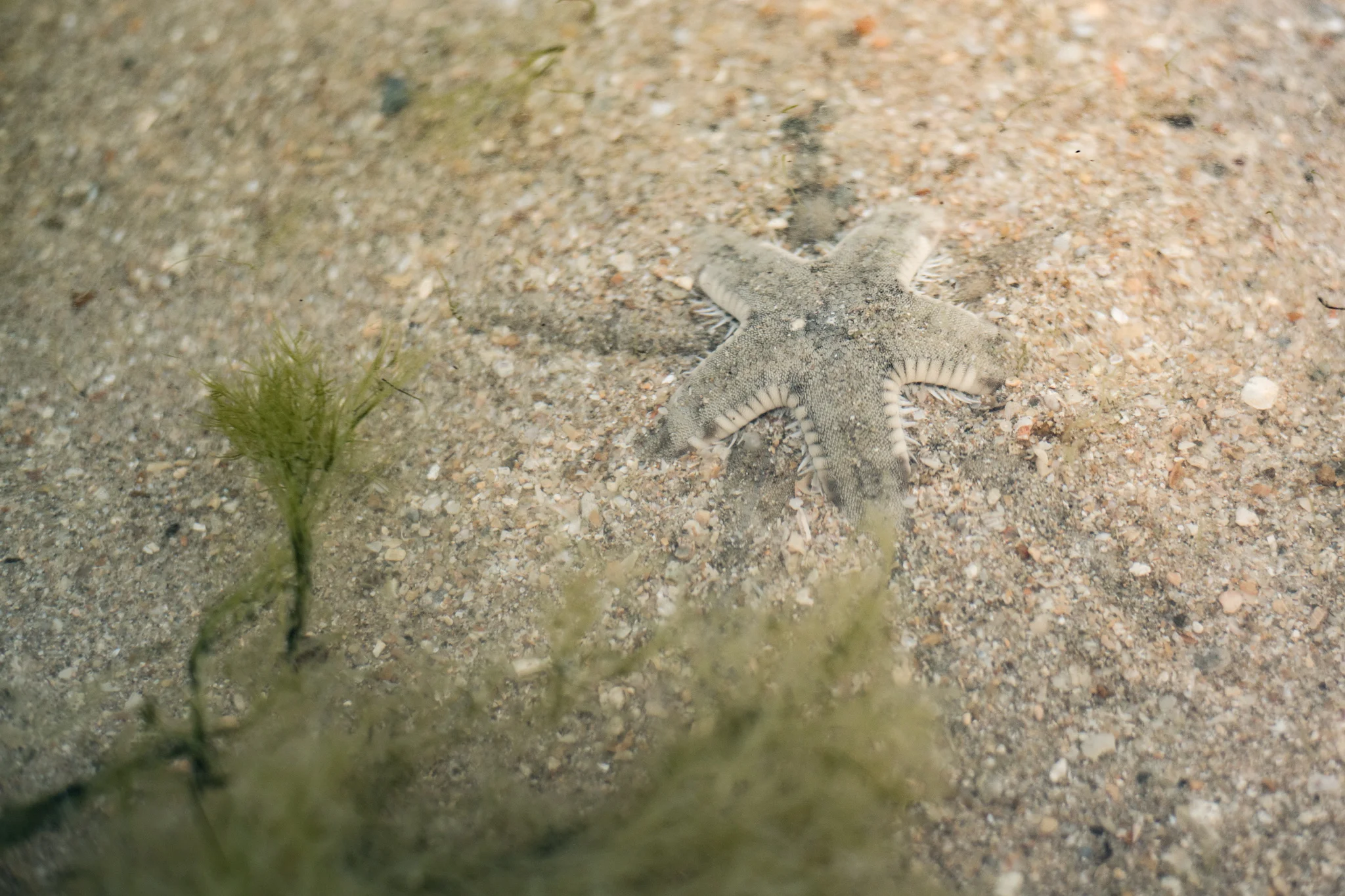 March 2017, Pulau Subar Laut (“Big Sister” of The Sisters Islands), Singapore. The ten-pointed star of life.