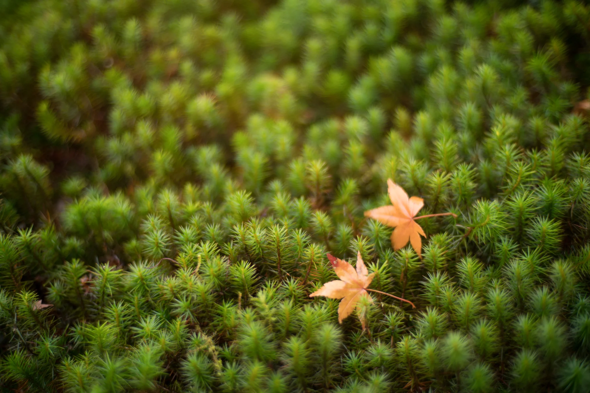 December 2016, Nara (奈良市), Japan (日本).