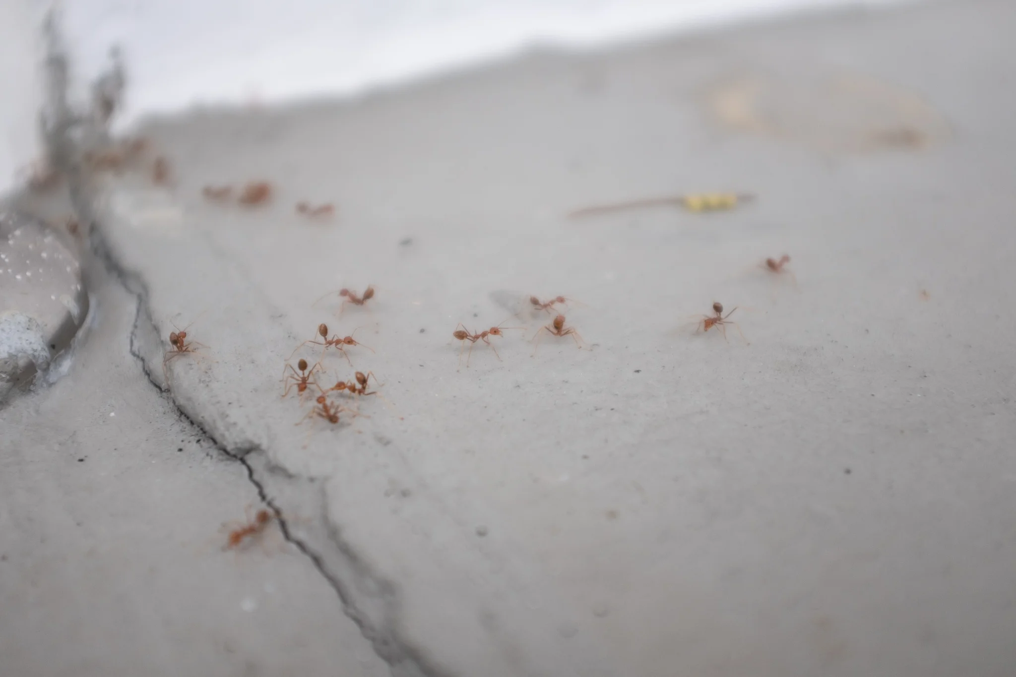 April 2017, Tiong Bahru, Singapore. A good day for the ants I hope not to regret.