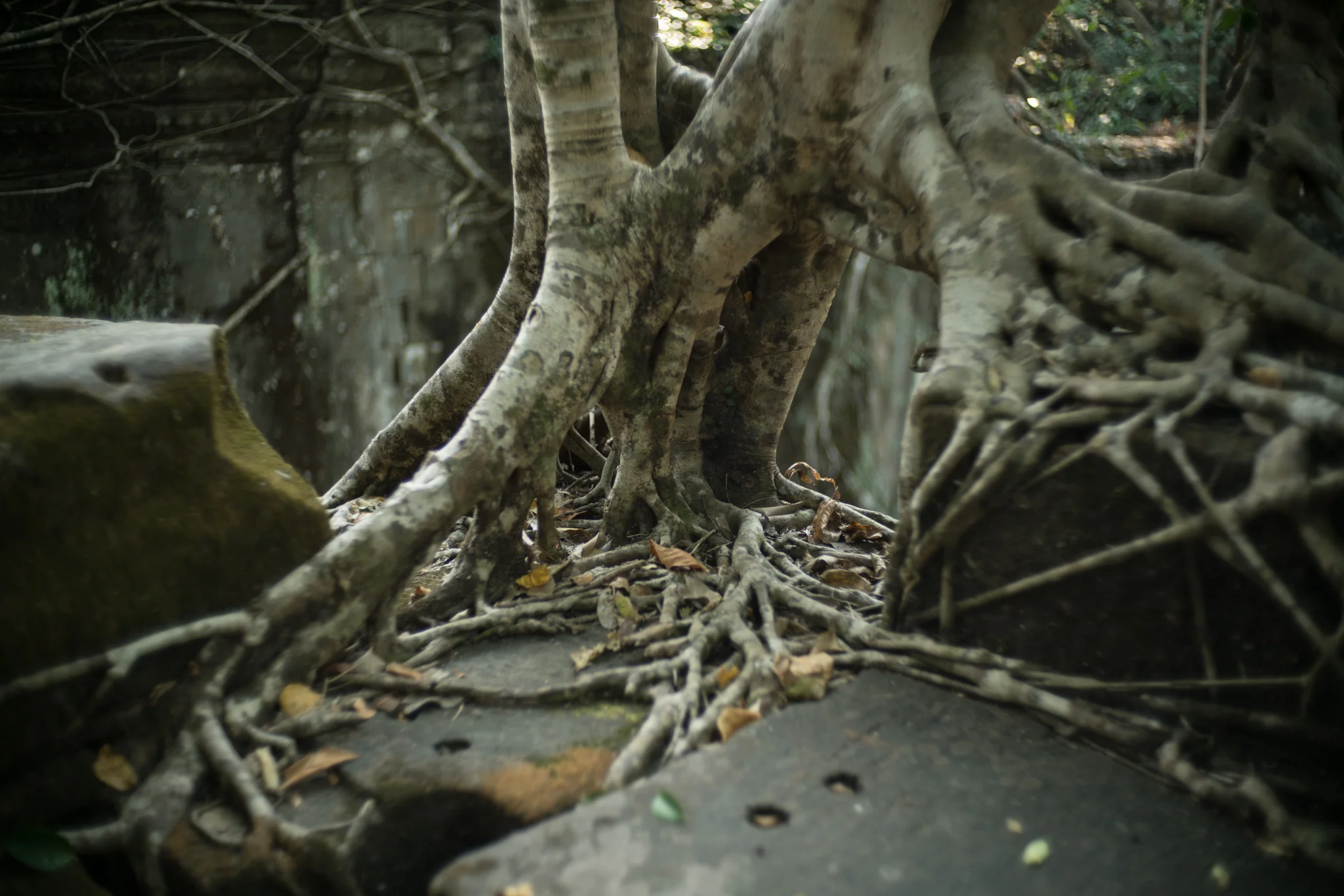 January 2017, Beng Mealea (ប្រាសាទបឹងមាលា), Kingdom of Cambodia (ព្រះរាជាណាចក្រកម្ពុជា).