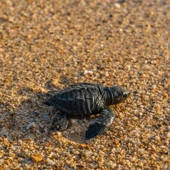 Sri Lanka Sea Turtle heading to Yoga retreat from Bristol