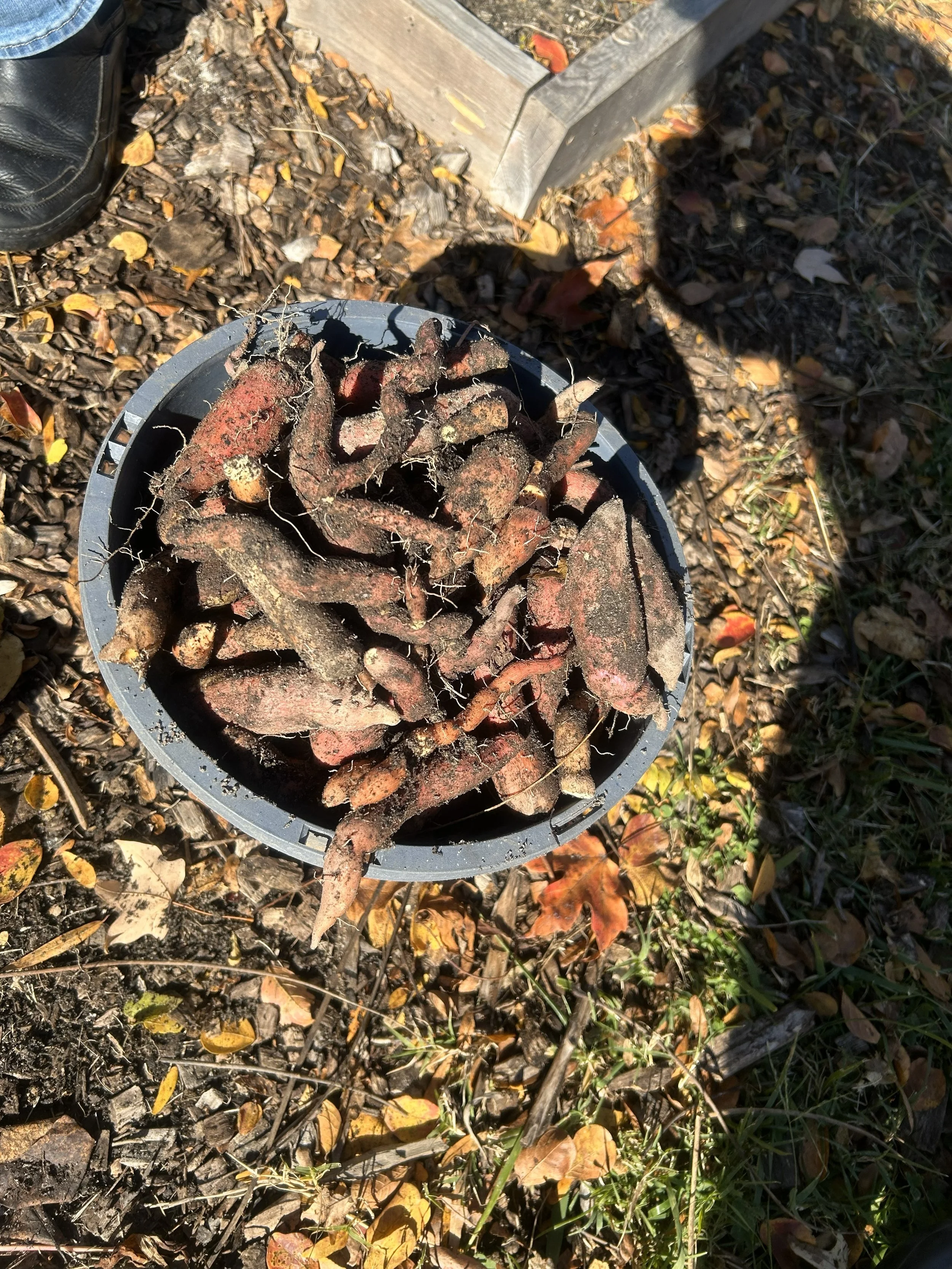 11_8_2025 - Sweet Potato Harvest pt. 2 (2).jpg