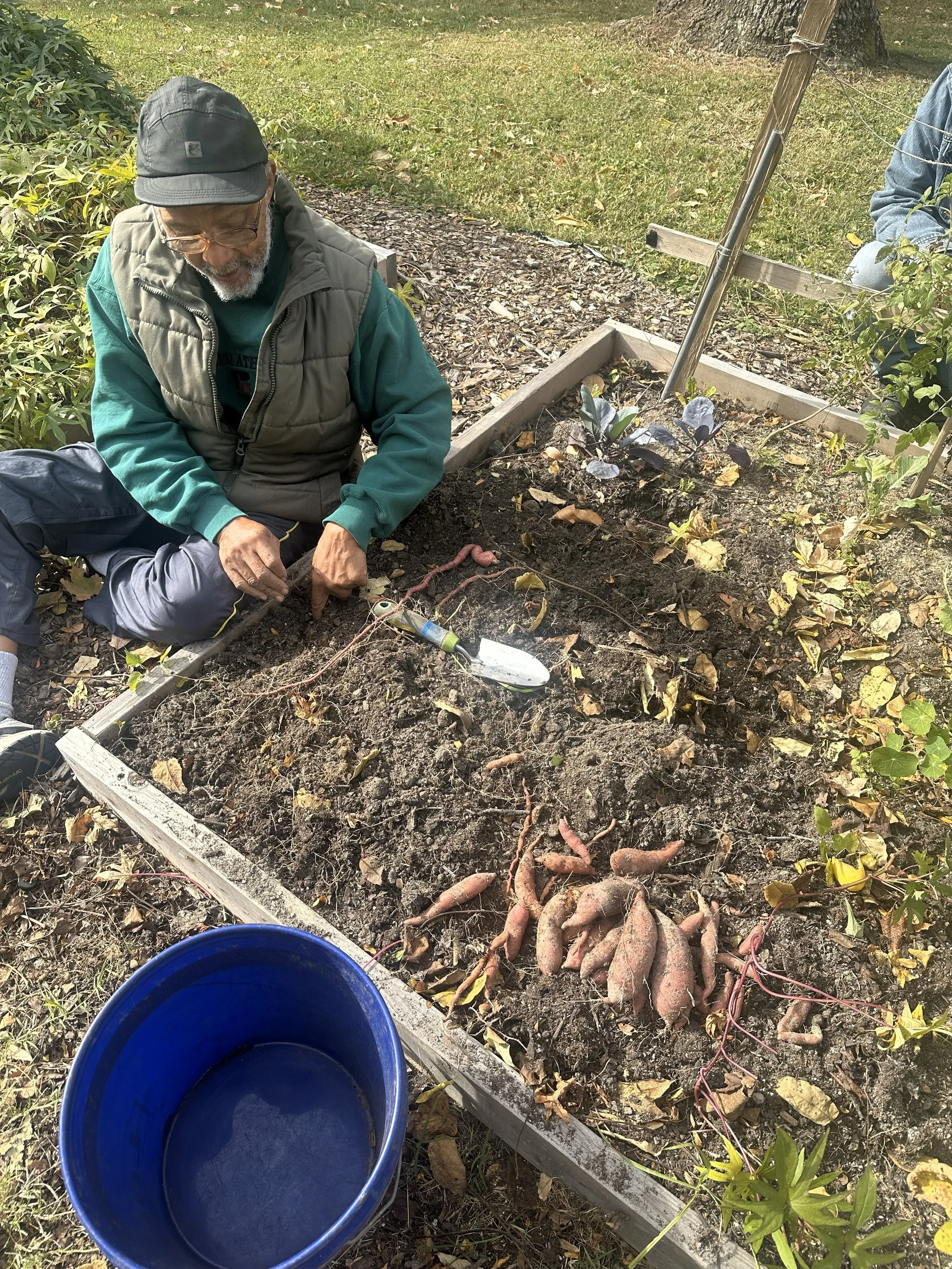 10_29_2025 - Sweet Potato Harvest.jpg
