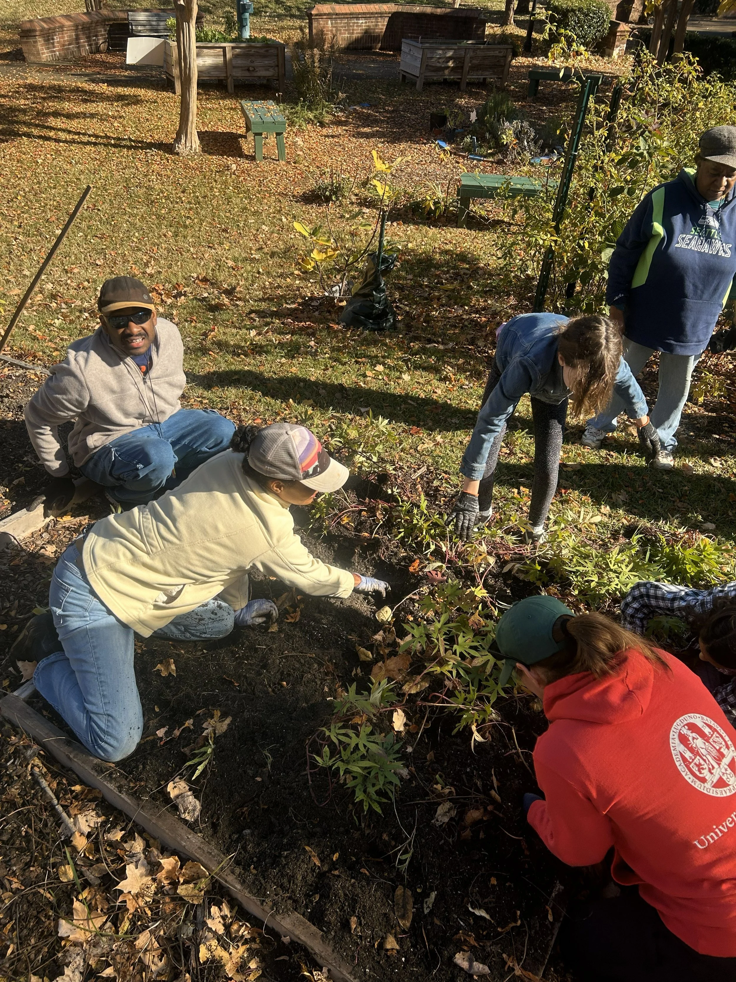 11_8_2025 - Sweet Potato Harvest pt. 2 (1).jpg