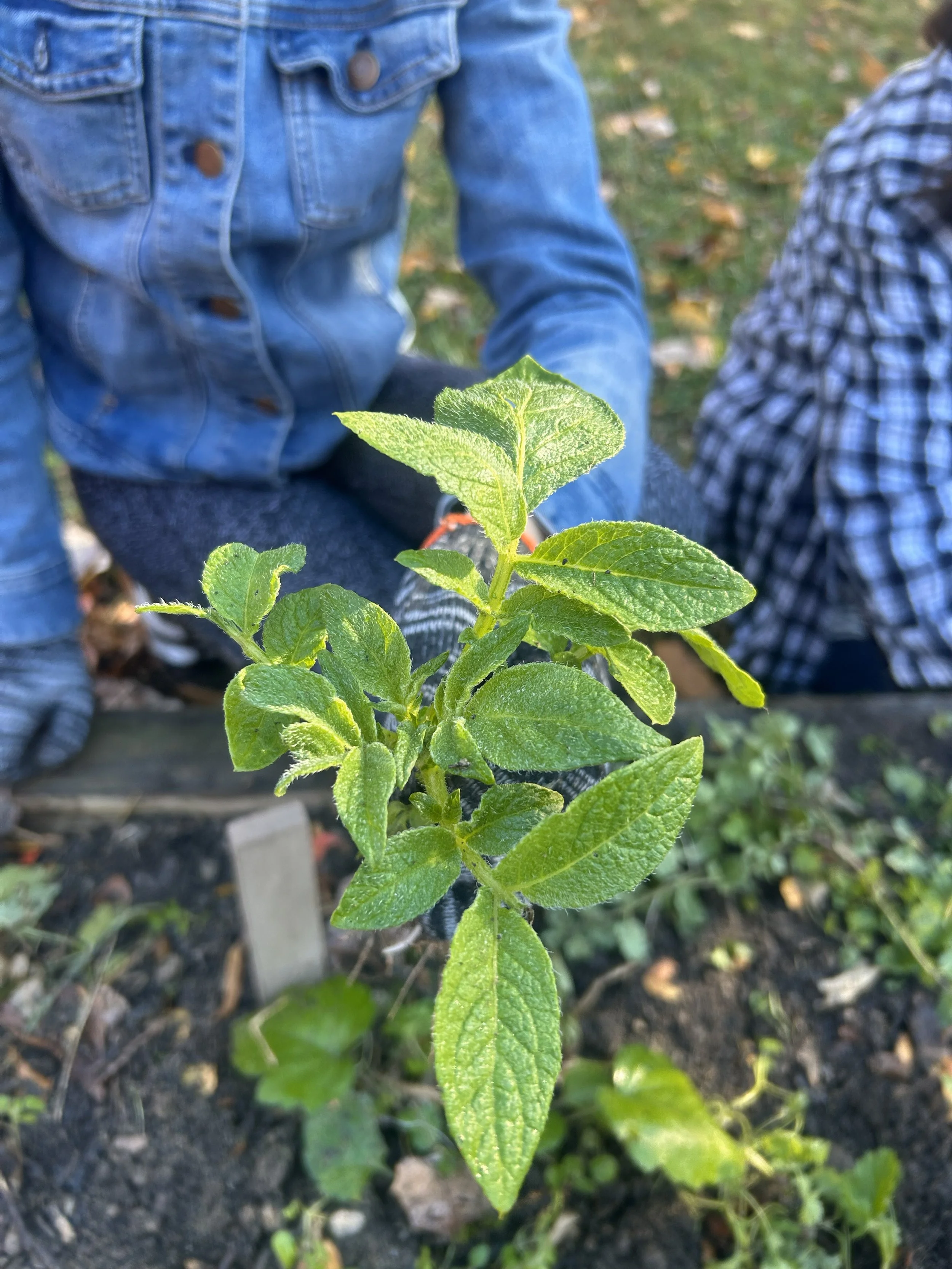 11_8_2025 - Sweet Potato Harvest pt. 2.jpg