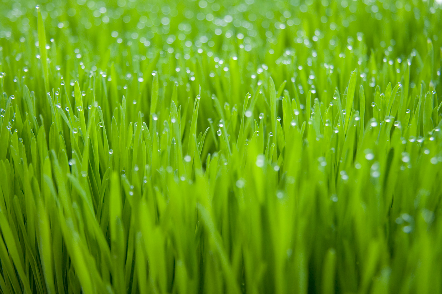 iStock_000002604171Large.jpg