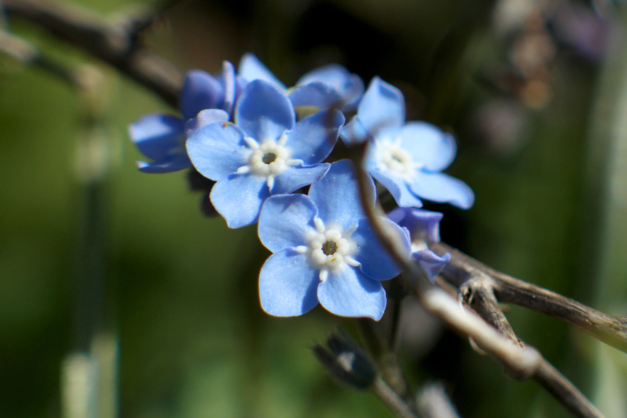 Blue flowers - Myosotis