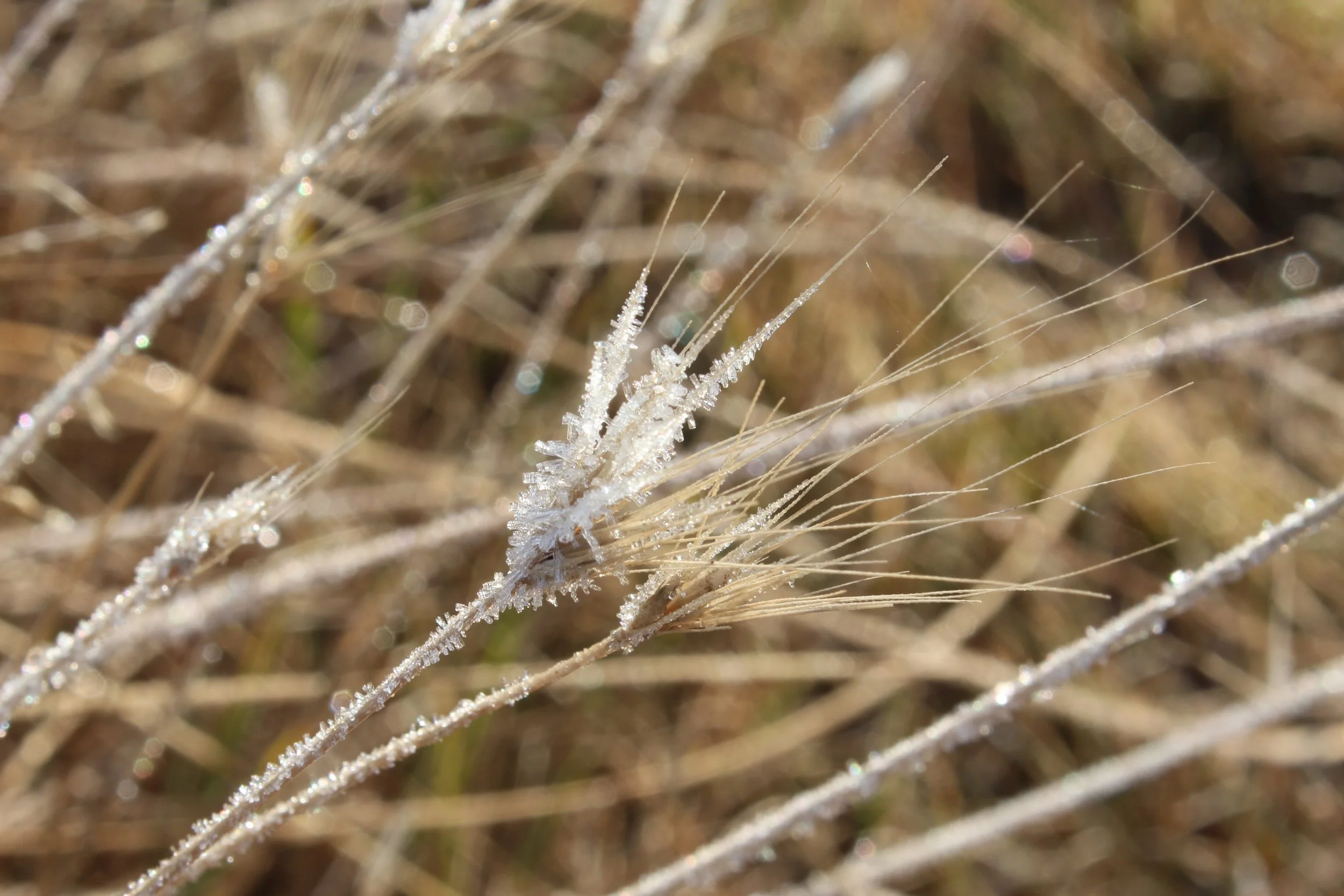 Crystallized