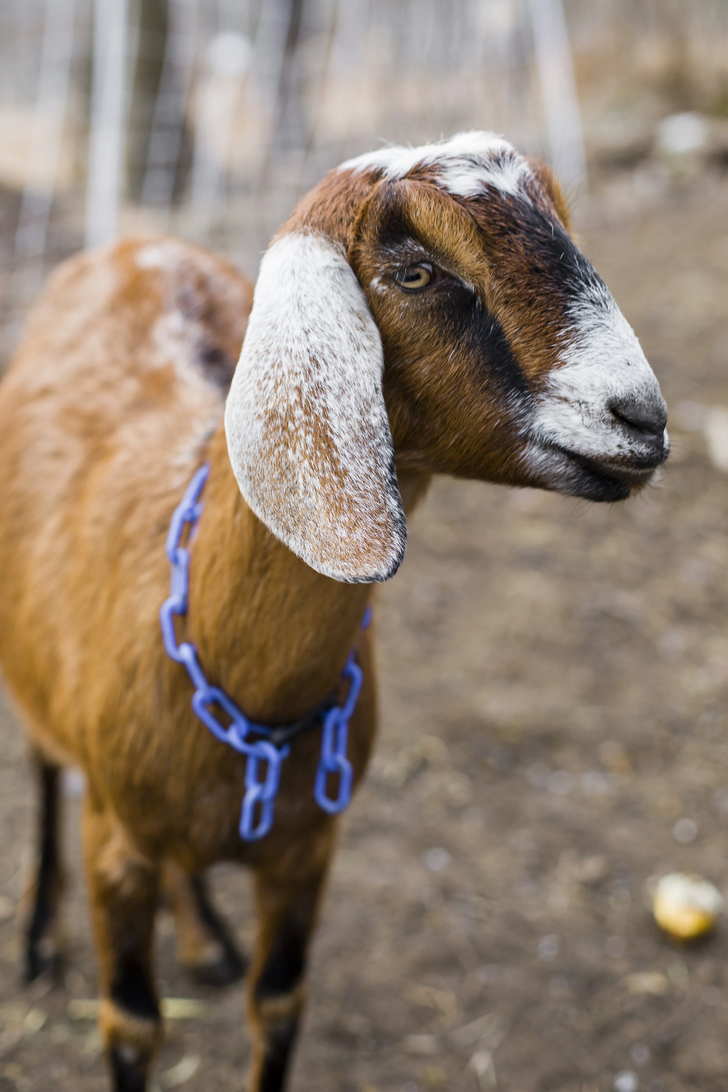 Butter Bailey - Butter is the only female on Team Hobo, but she gets along well with the others. She rejoined Allegheny GoatScape in June 2017 after spending the winter and spring away from her team. She is slightly smaller and younger than her counterparts, but can eat knotweed and honeysuckle with the best of them!