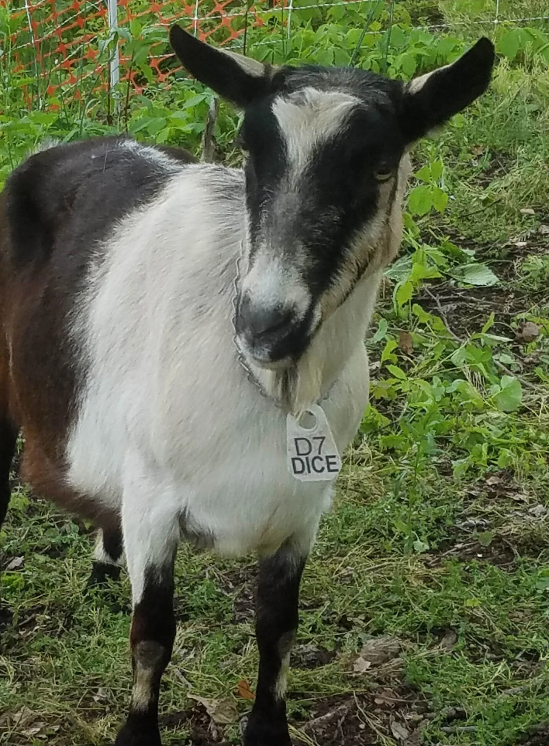 Dice - A beautiful Alpine, Dice comes to us from Goat Rodeo Dairy, as does the rest of Team Steel Valley.