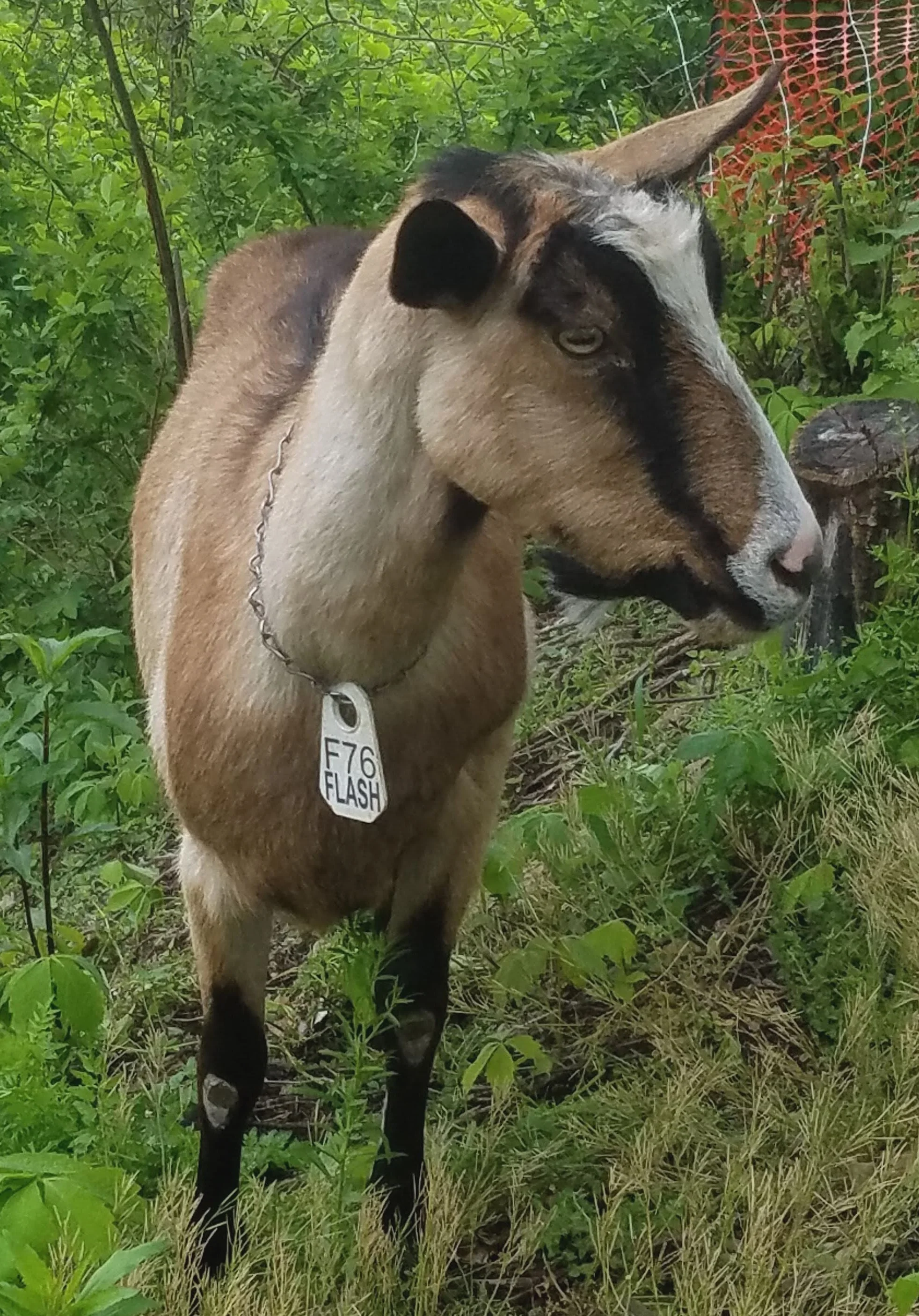 Flash - Flash, a handsome Alpine, is the great convener of Team Steel Valley along the Great Allegheny Passage. She brings her small herd together to eat A LOT of knotweed!