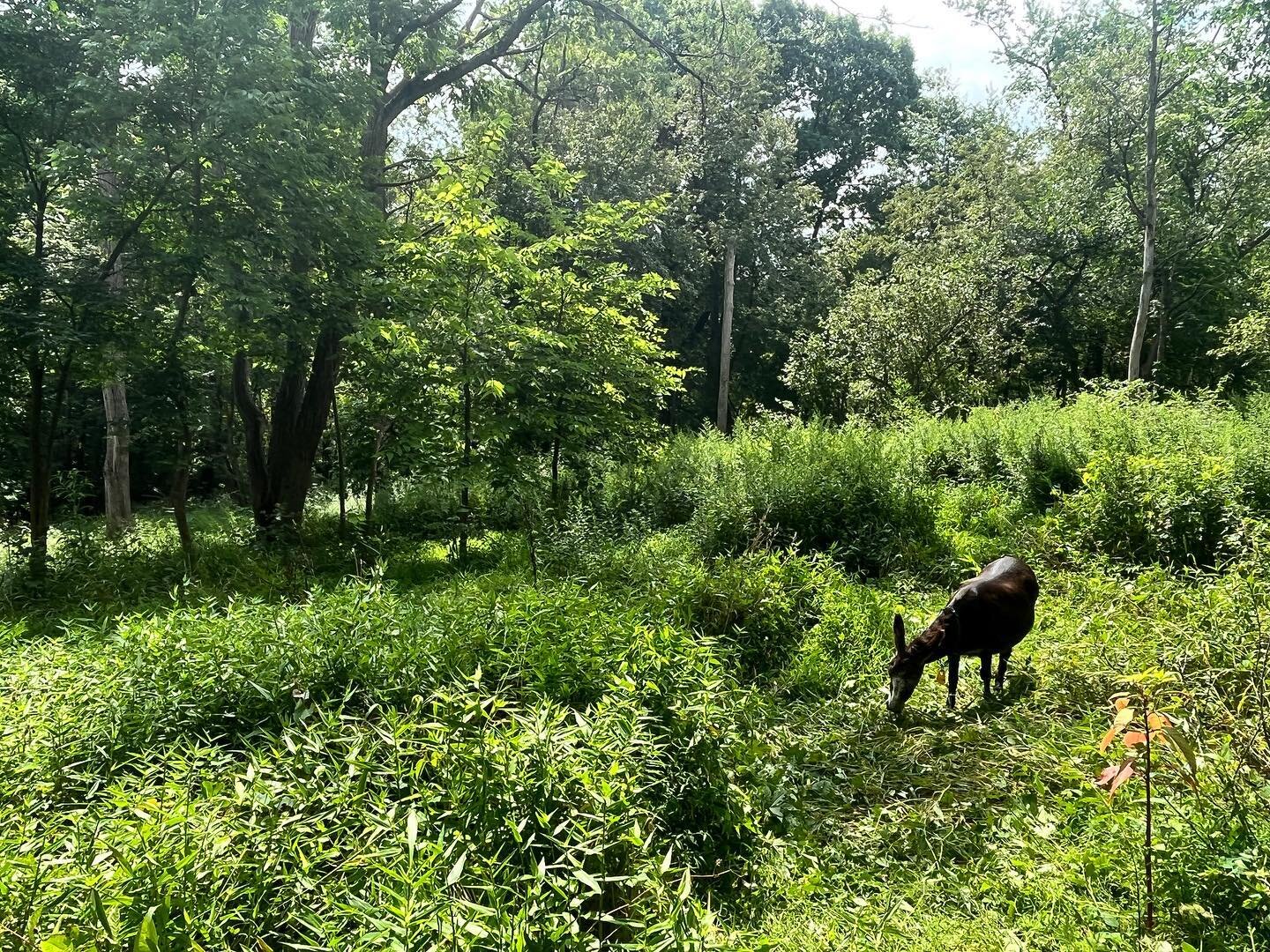 Team Diamond has arrived at Frick Park and is already busy tackling unwanted and invasive vegetation!
#goatsofinstagram #alleghenygoatscape #invasiveplants #frickpark #teamdiamond