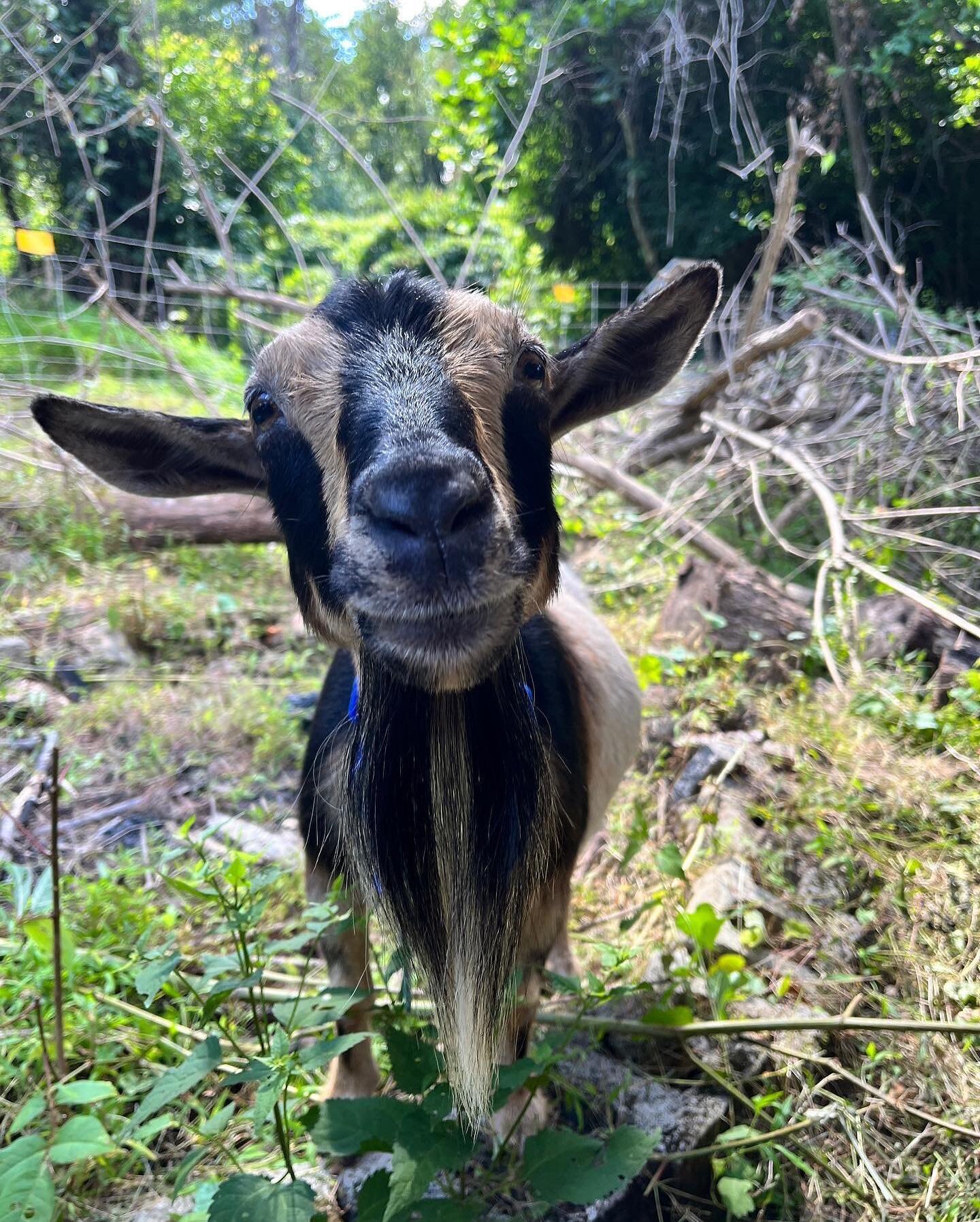 Team Sunshine Appreciation Post! They&rsquo;re enjoying their time eating plenty of overgrown vegetation in the Hazelwood Greenway!

Thanks to @hazelwoodinitiative 
and @landforcepgh for the work they are doing in conjunction with the goats to restor