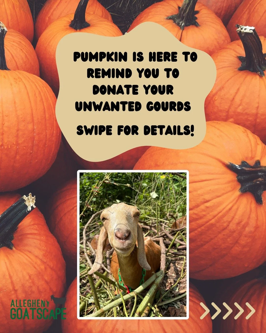 🎃 We're getting "pumpkin'd" for Halloween 🤭
We'd love your pumpkin donations... Swipe to find out the details! 
.
.
.
#happyhalloween #pumpkinseason #alleghenygoatscape #greenhalloween #sustainability
