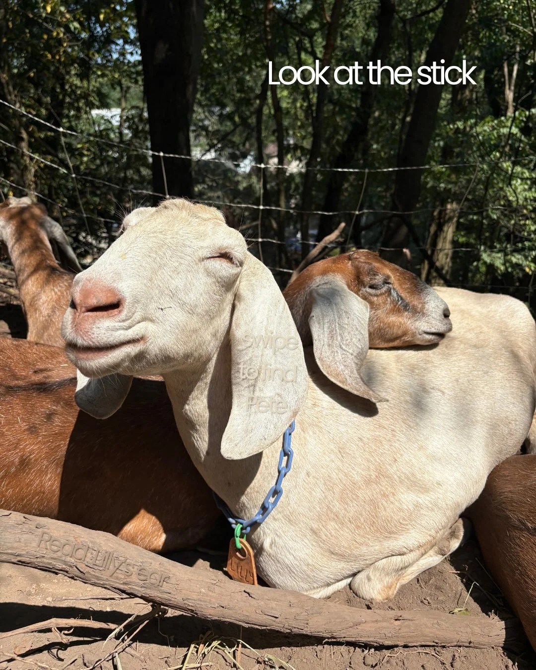 Thank you for your generosity on #GivingTuesday 💚 We&rsquo;re almost at 25% of our big winter goal of $25k! Thanks to all our donors (everyone who entered to win that cute donk gear &mdash; we&rsquo;ll announce the winner later today!), our animals 