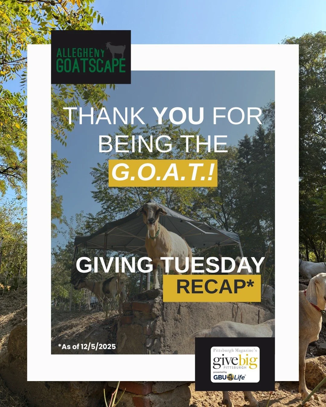Thank you, thank you, thank you! 💛 Still want to give? Follow the link in our bio!

.

.

.

#givebigpittsburgh #supportnonprofits #alleghenygoatscape #animalcare #landmanagement