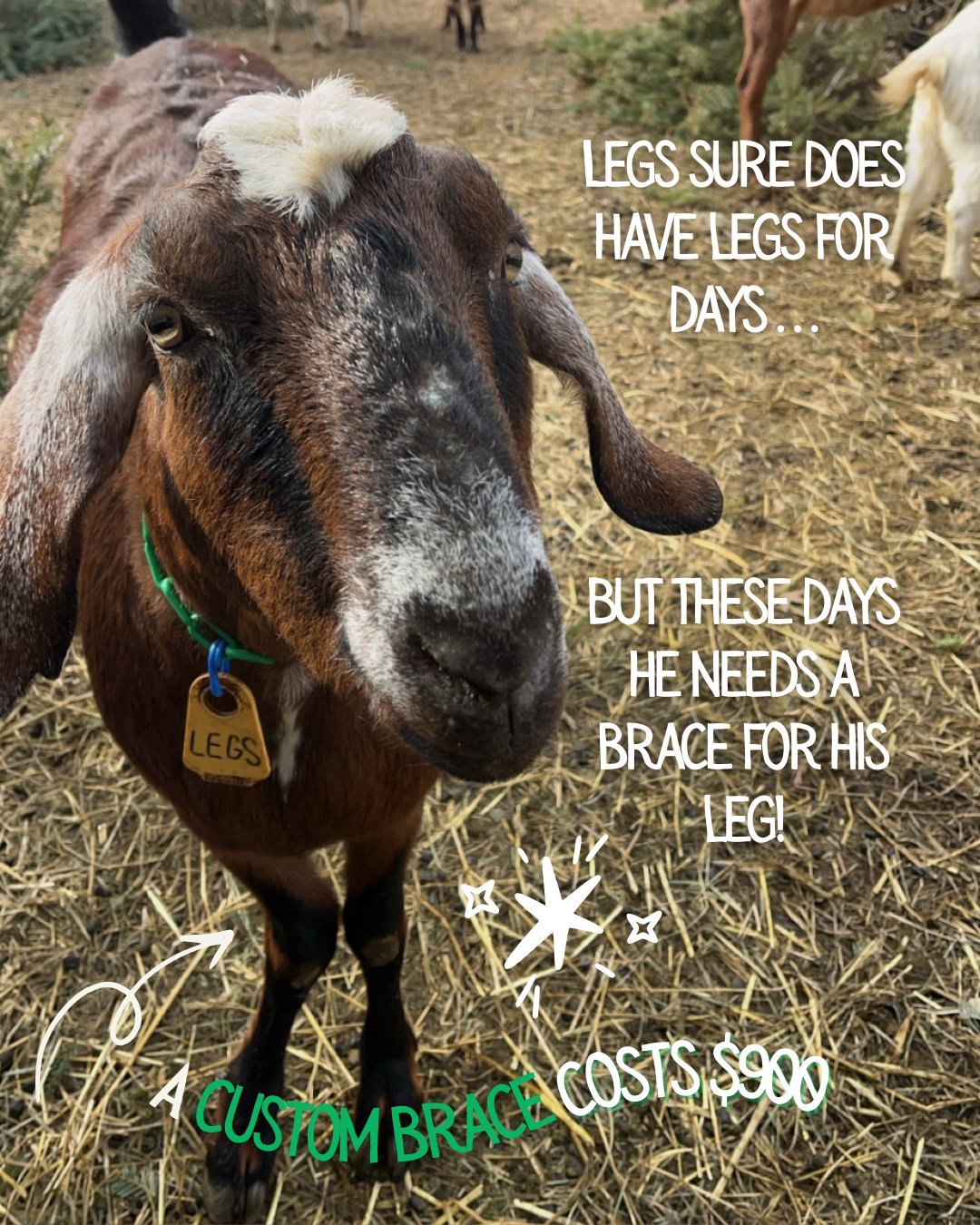 Follow the link in our bio to be 1 of 10 people to (literally) support Legs!

.

.

.

#supportnonprofits #animalcare #goatsofinstagram #alleghenygoatscape #nonprofit