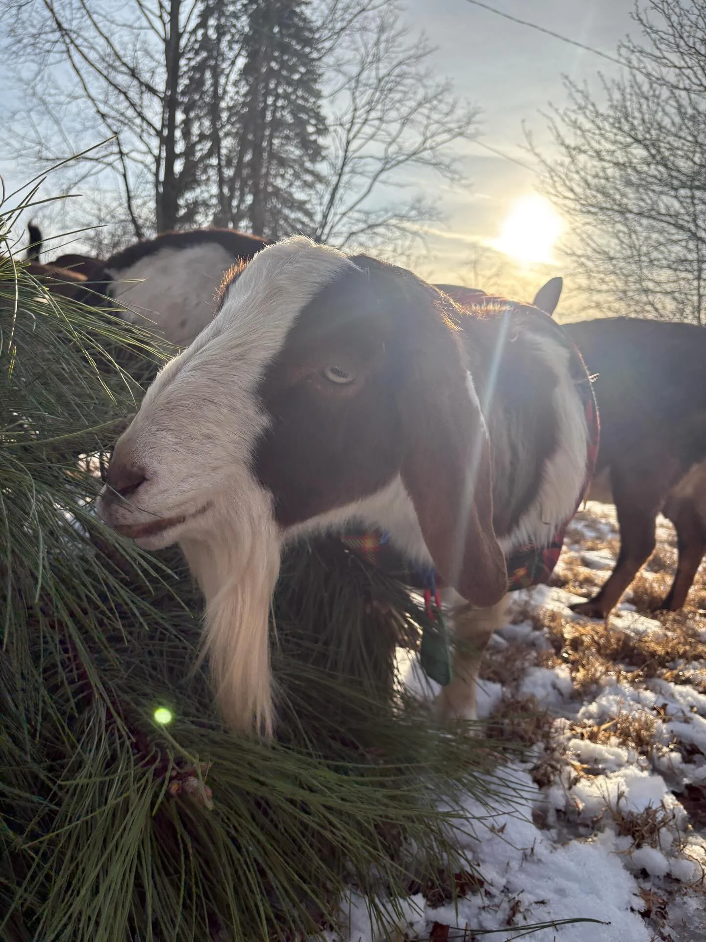 Look at all of those goatie smiles ☺️ Our herds are loving all of your tree donations! Thank you so much for your generosity and for giving these trees a purpose, outside the landfill!

After our goats are done munching (and getting the benefits of n