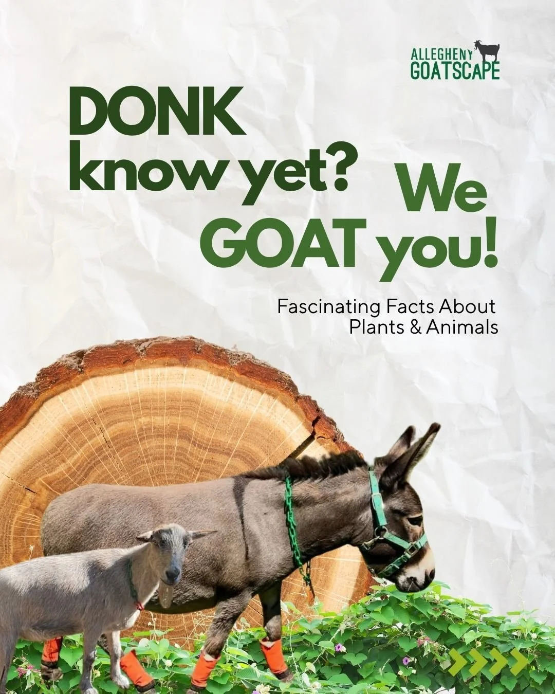 🦄 Drop your unicorn guesses below! And shout out to @ErmaGertz for asking about goat horns 🤓 Want to learn more about goats, donkeys, or plants? Leave your questions in the comments, too!

.

.

. 

#TIL #funfact #animalfacts #goatsofinstagram #all