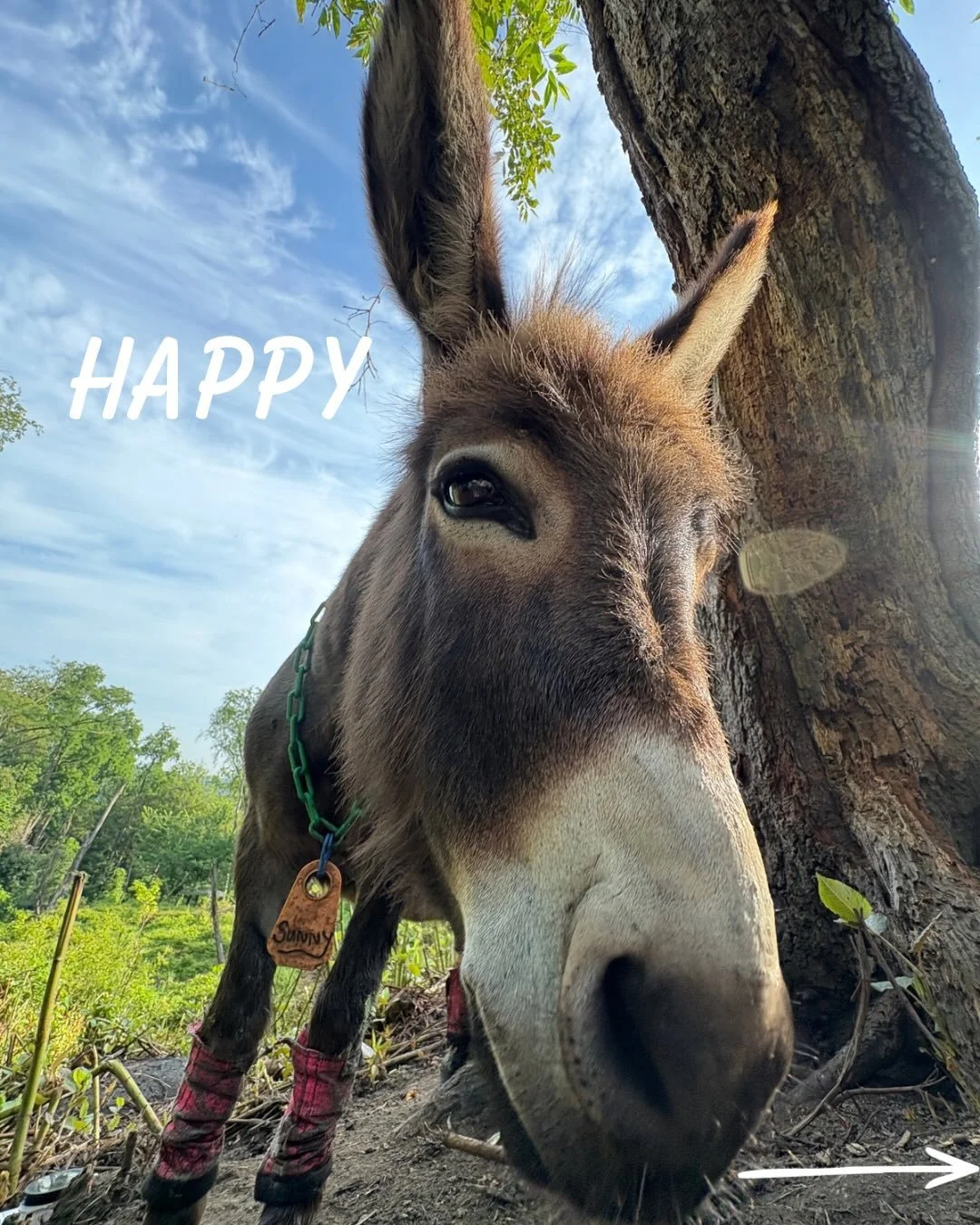 Happy World Donkey (Giveaway!) Day - Details Below!

We&rsquo;re a bit obsessed with our minituare donkeys. Hobo (the OG), Diamond (the Eldest), Sunshine (the Youngest), and Pete (the Sweet). Donkey&rsquo;s are incredible and highly social animals an