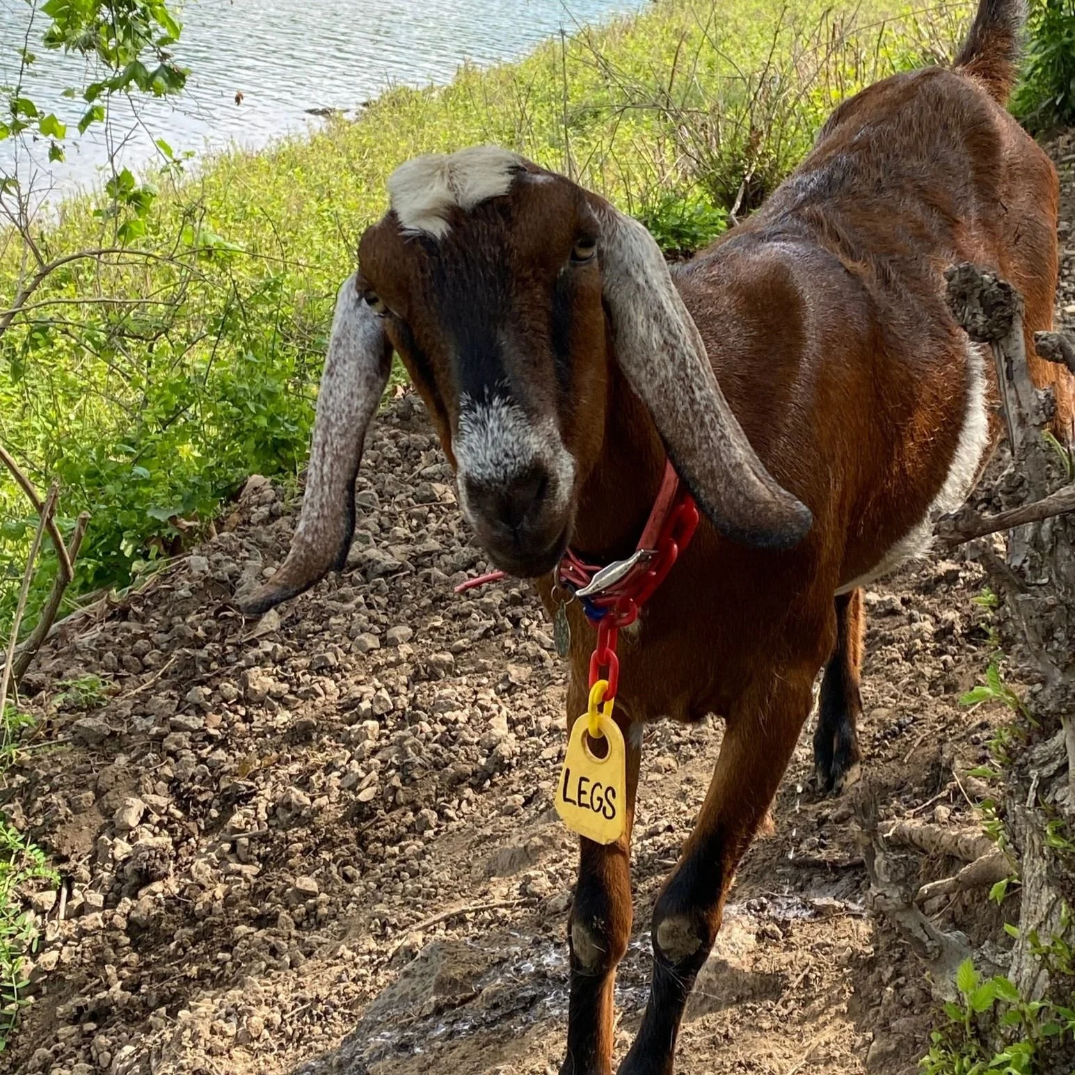 Pete & The Golden Goats — Allegheny GoatScape