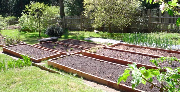 Raised Garden