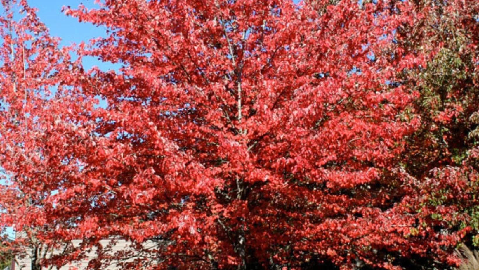 Winter Pruning Maple - Seilers Landscaping