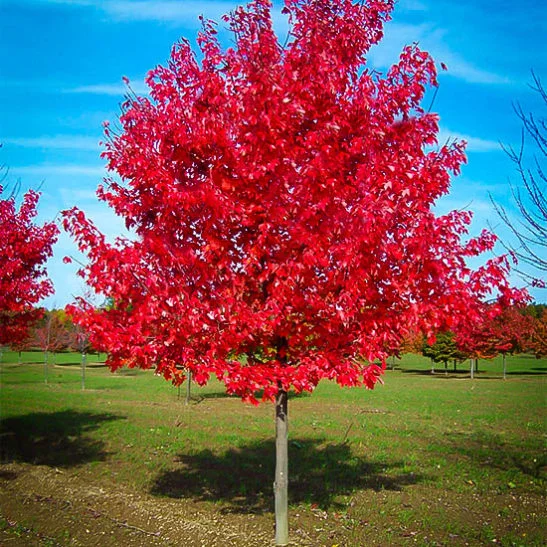 red-sunset-maple-1-547x547.jpg