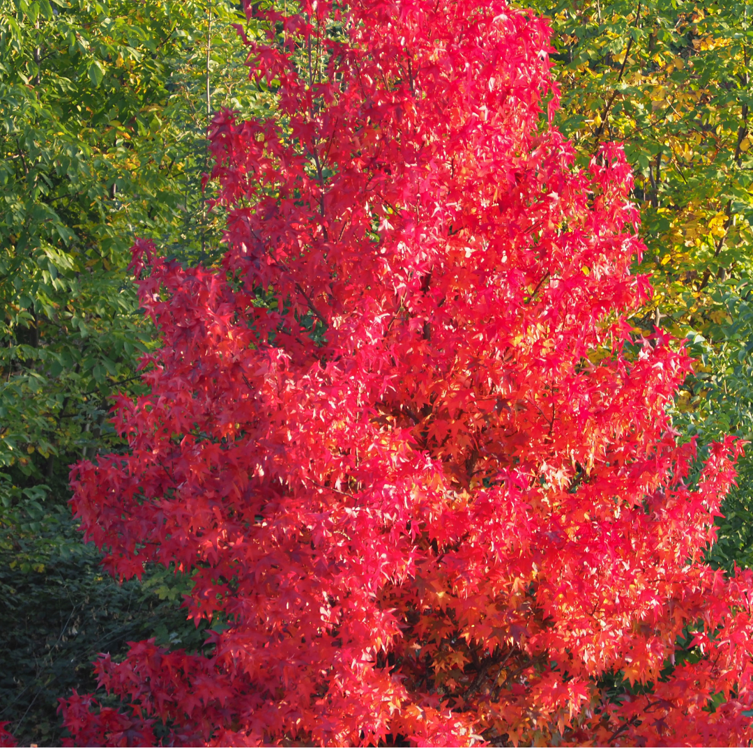 Shade Trees for Your Cincinnati Landscape — Seiler's Landscaping ...
