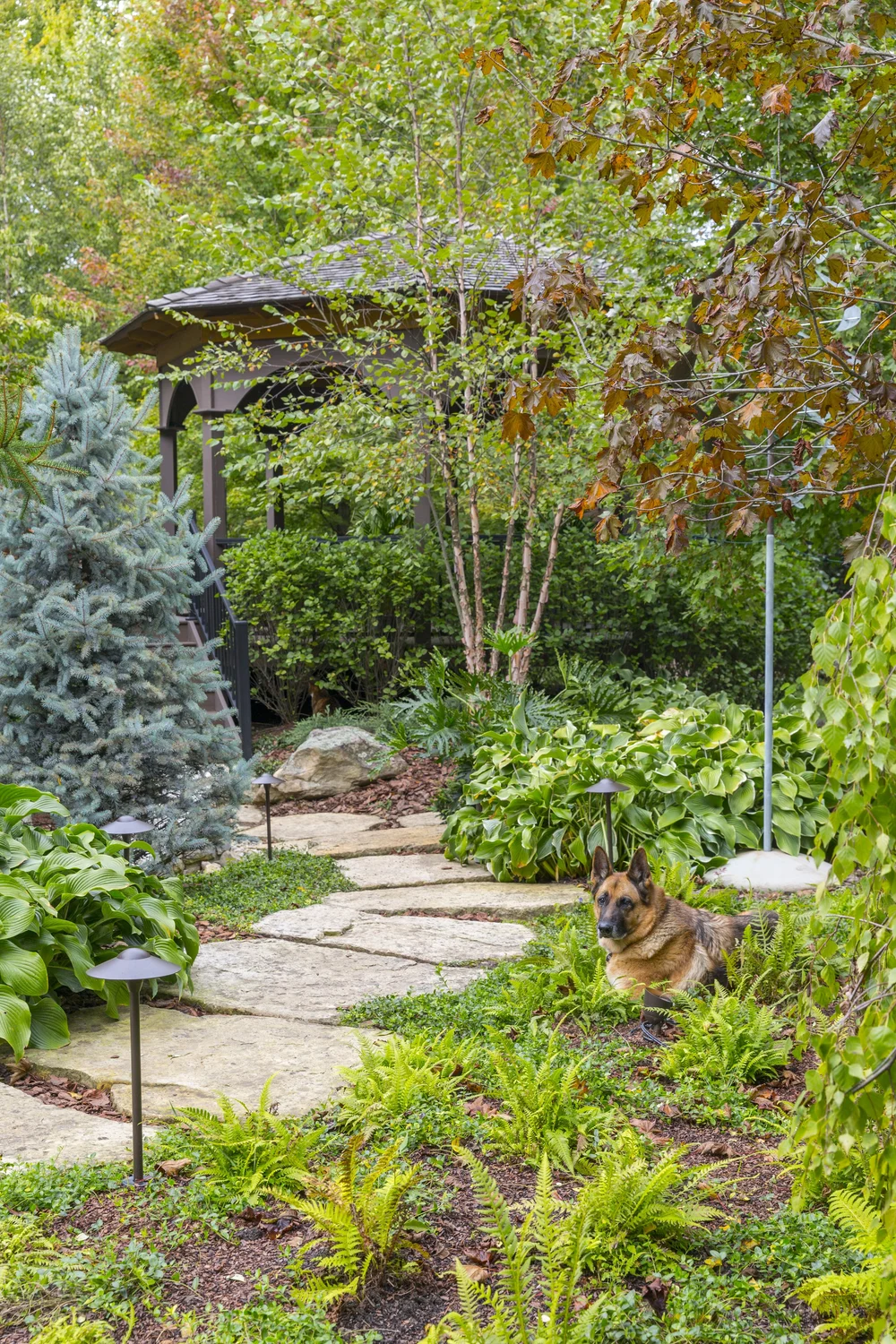Whats The Best Ground Cover For A Dog Run