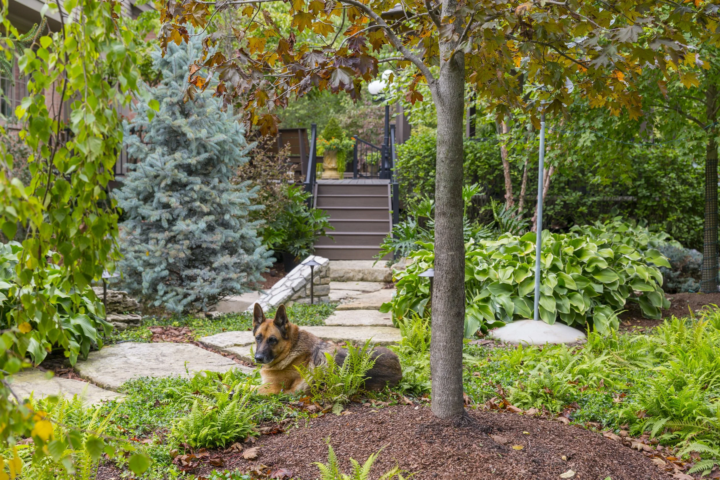WATCH: Landscaping for Pets
