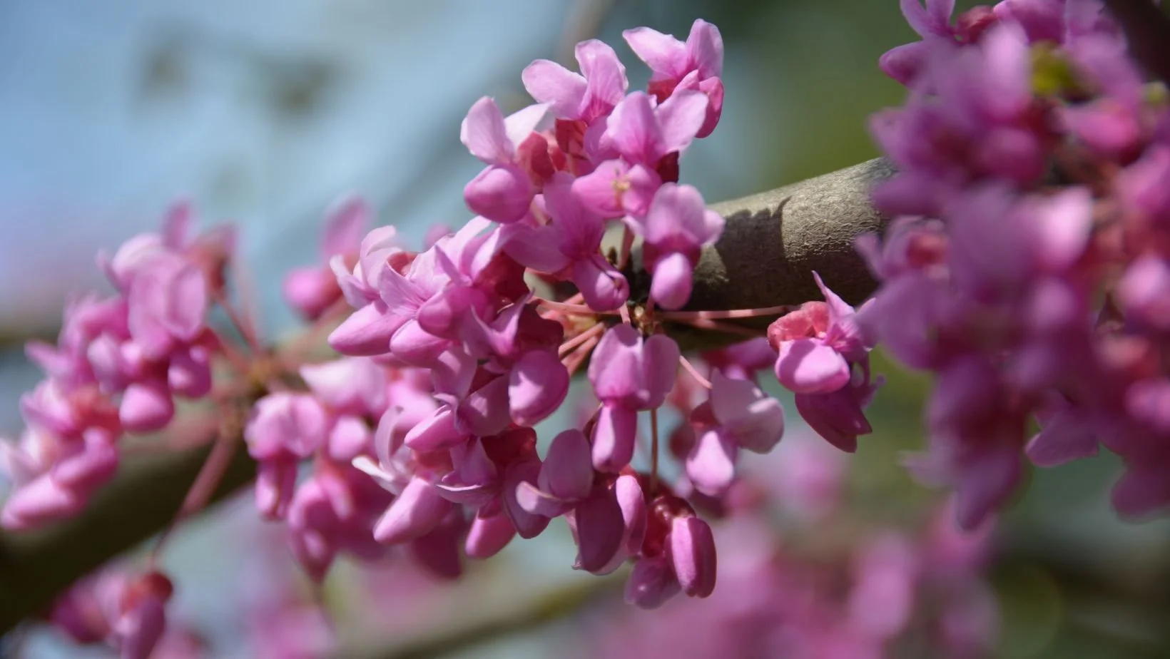 Seasonal Landscaping Winter Pruning Flowering - Seiler's Landscaping